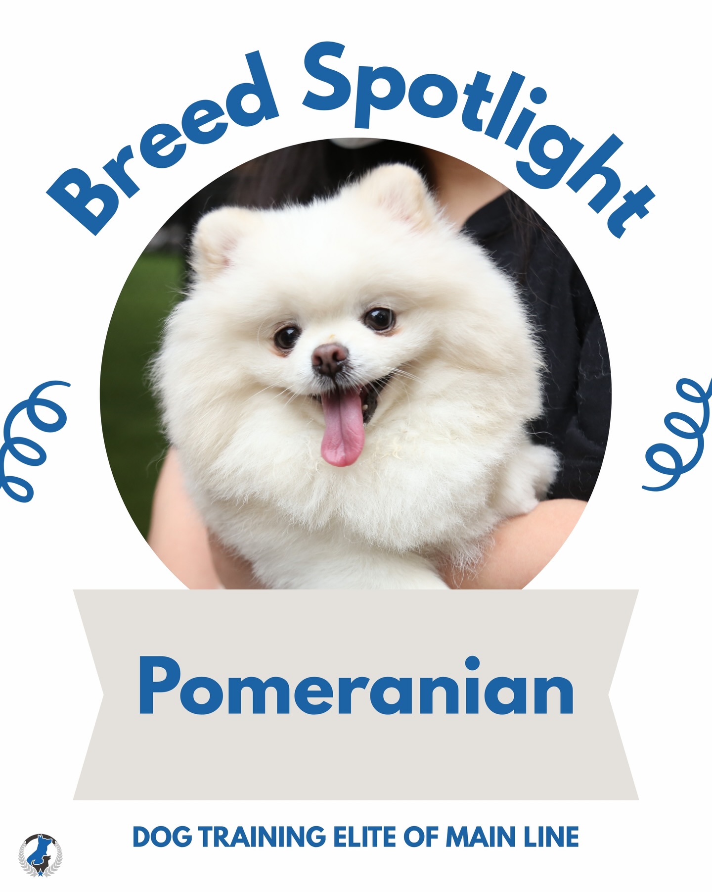 Breed Spotlight: Pomeranian! 🧡 Tiny but mighty, Pomeranians are full of spunk, confidence, and fluffy charm. Known for their lively personalities and big-dog attitudes, these little companions love being the center of attention. They thrive on bonding with their humans, learning tricks, and showing off their bold personalities!

Do you have a Pomeranian? Tell us your favorite Pom story in the comments! 👇

