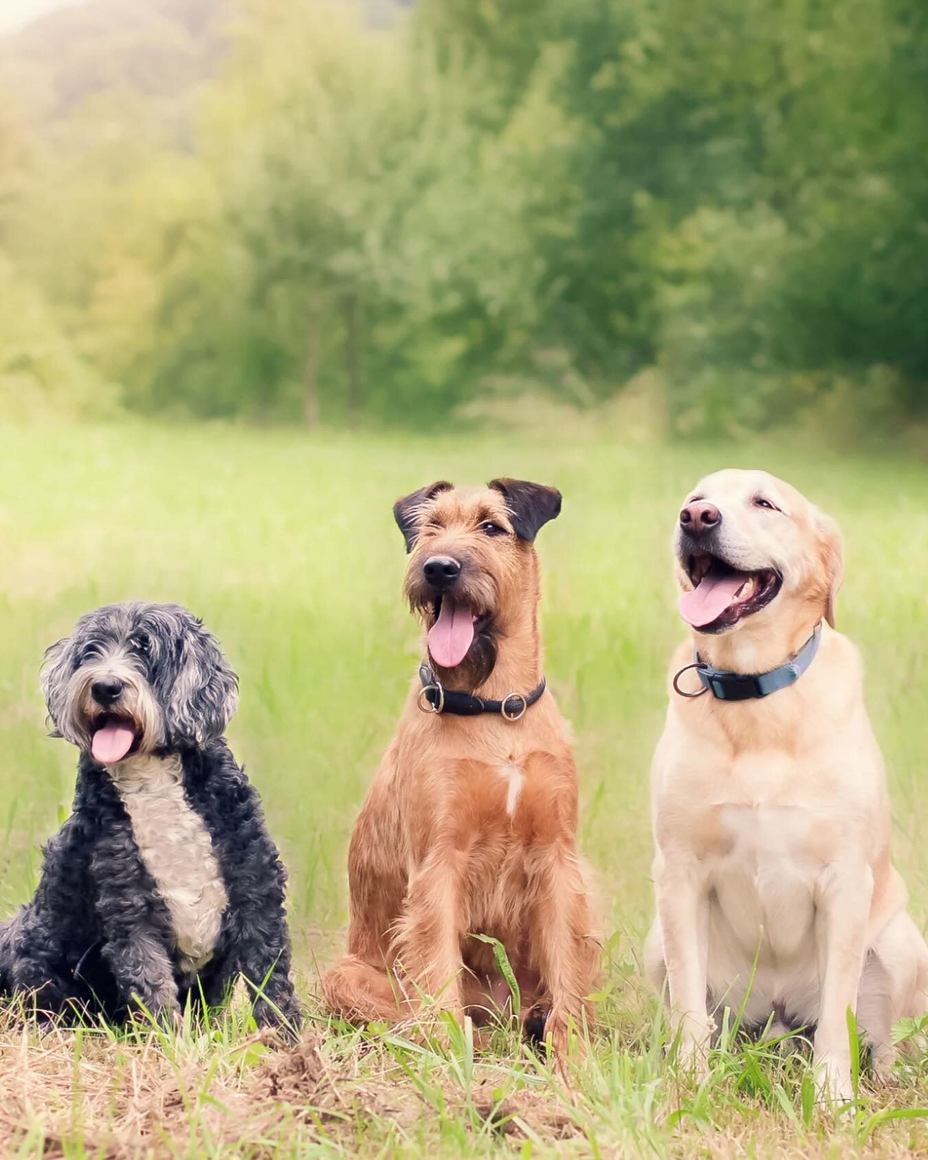 We’re celebrating our senior sweethearts all month long. 💙🐾 Share your cute oldies with us, tag @dogtrainingelitemainline to be featured!

