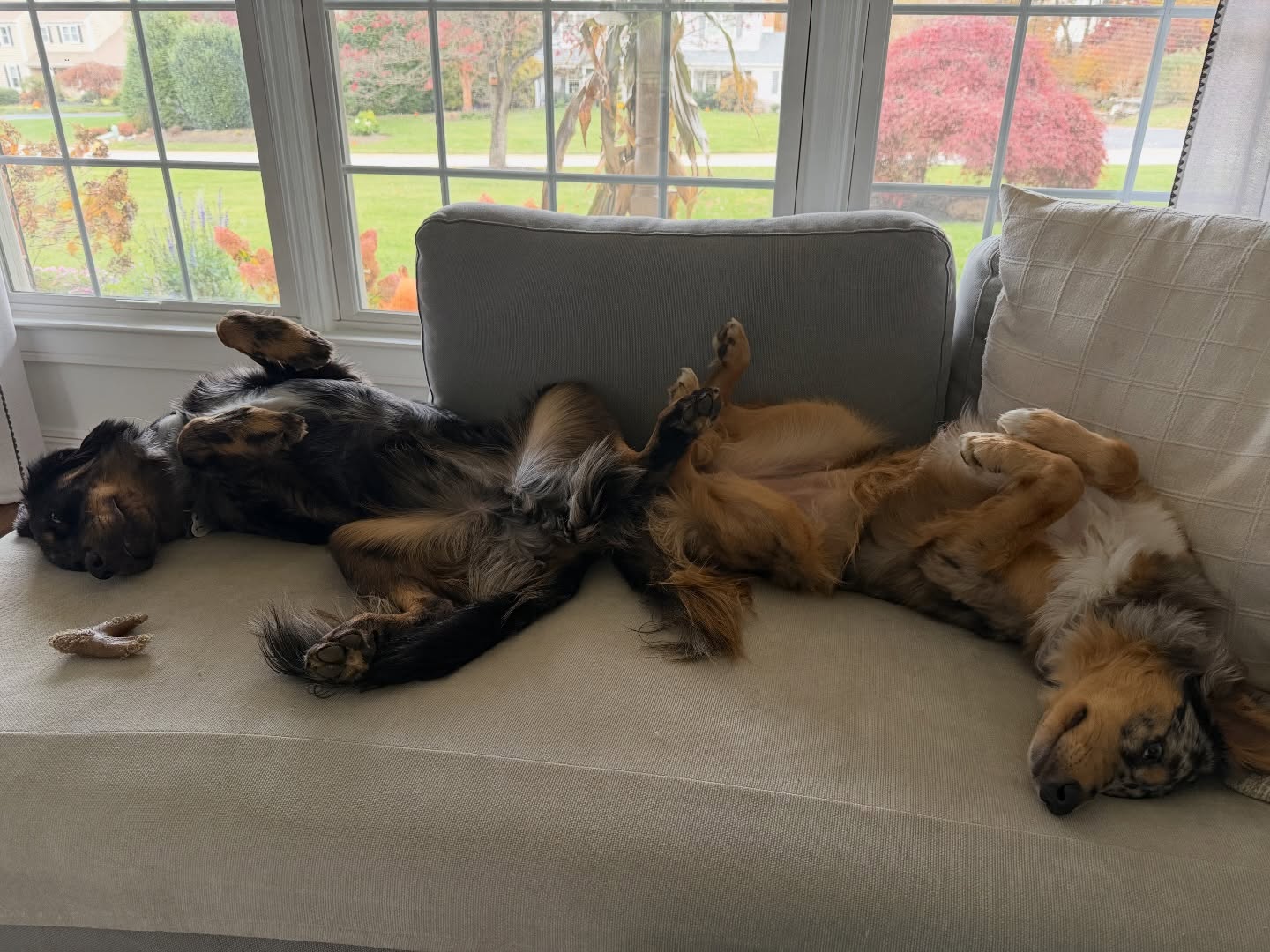 Already prepping for the annual Thanksgiving nap marathon 💤🤣 We’d love to see your pups this holiday, share and tag us! @dogtrainingelitemainline 

