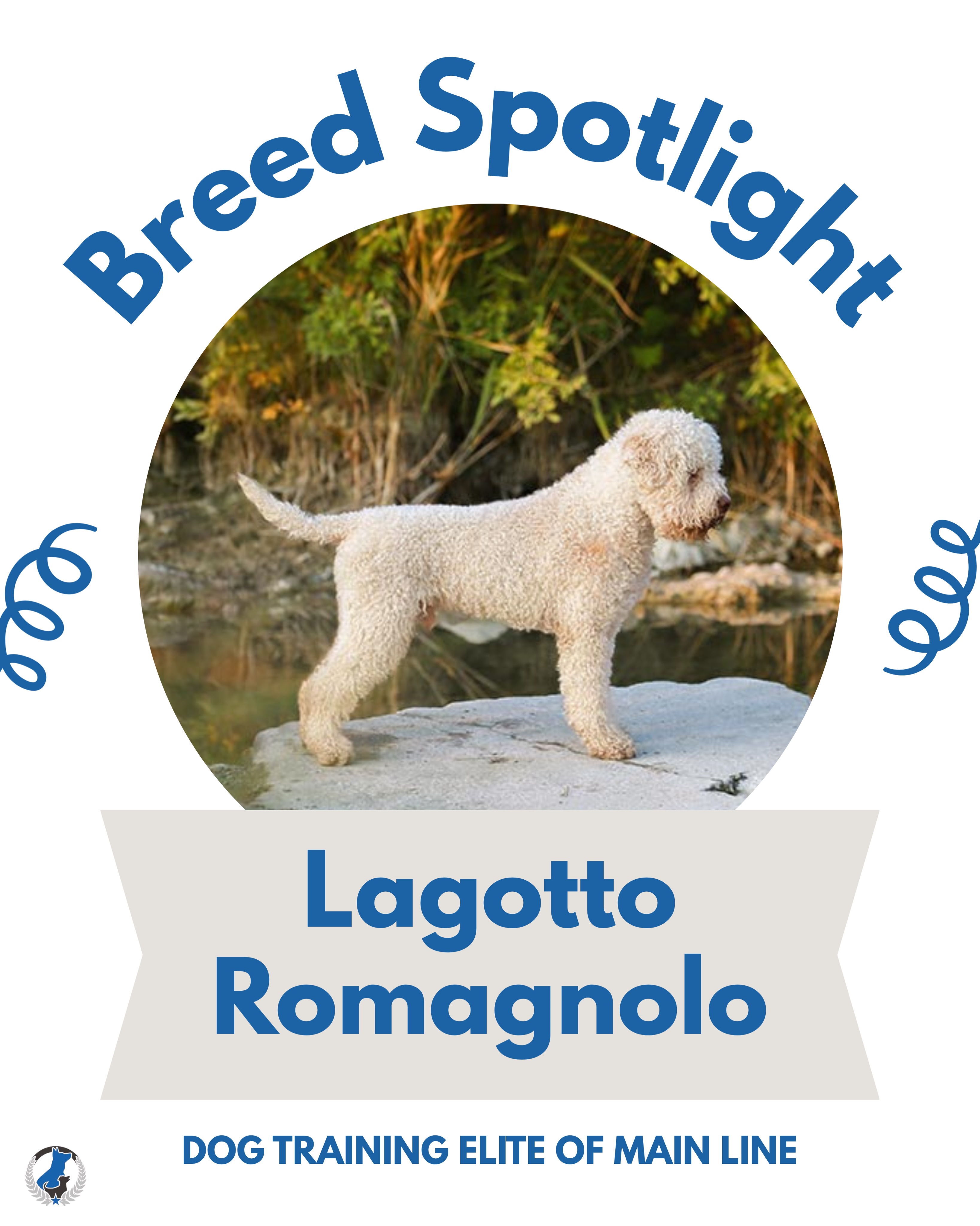 Breed Spotlight! Lagotto Romagnolo 🐶🤎 These pups are smart, affectionate, and always ready for their next adventure! Lagotto Romagnolos are known for their keen noses, originally bred to hunt truffles in Italy. They are intelligent, energetic dogs who thrive when given plenty of physical activity and mental stimulation!

Do you have a Lagotto Romagnolo? We&rsquo;d love to hear about it! Tell us your favorite Lagotto story in the comments. 🐾 