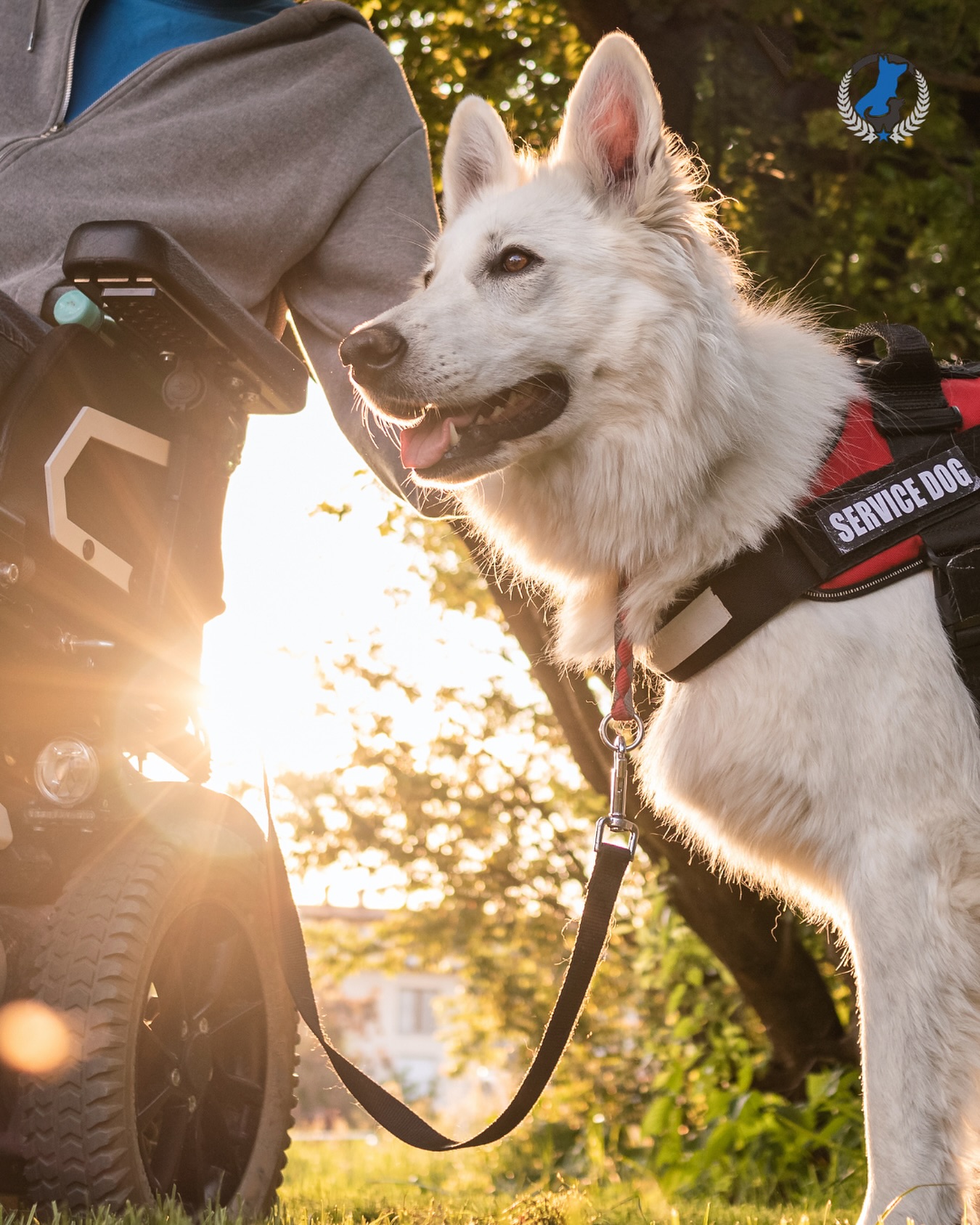 A best friend, a lifeline, a hero. This month we celebrate service dogs and the unbreakable bond they share with those they help every single day. 💙

