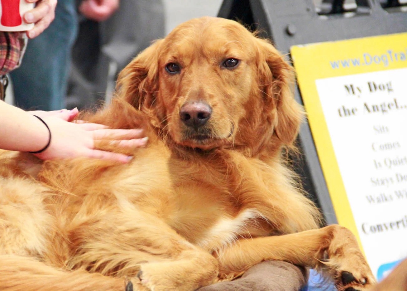Dogs are eager to please and we take advantage of this in our training method. Unlike other trainers that use harsh punishment to reinforce behavior, we only use positive tactics. By showing dogs what we want them to do with positive reinforcement, we receive a better response. This is the preferred method for dog lovers! 

📲 Visit our website to request a free assessment: https://dogtrainingelite.com/philadelphia/cities-we-serve/main-line-philadelphia

