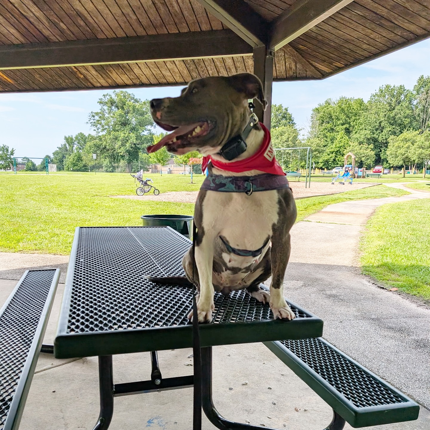 Lady in training mode! Make sure to tag us @dogtrainingelitemainline whenever you want to share your favorite training moments 🦮

