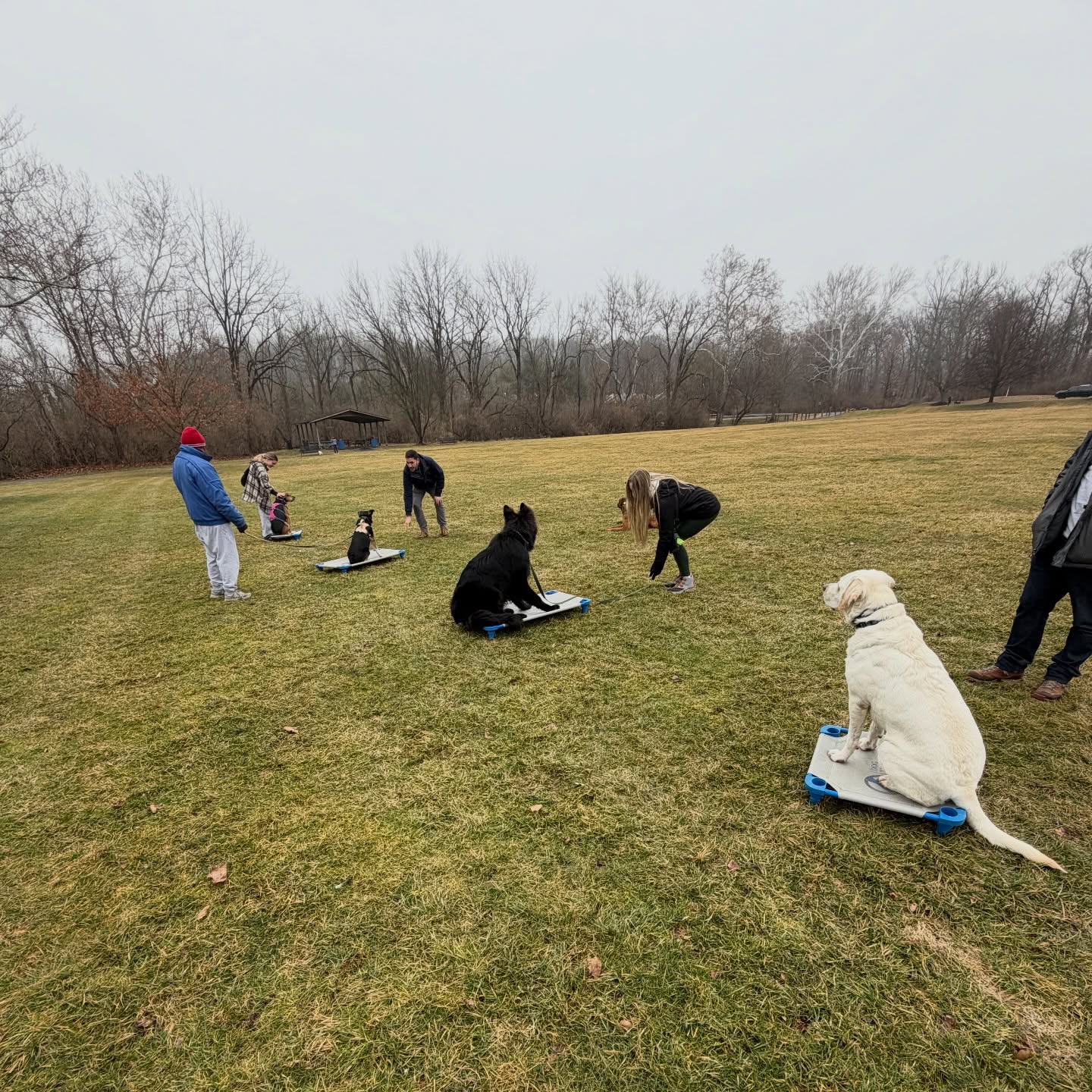 At DTE, we don&rsquo;t believe in one-size-fits-all training. Every dog is trained based on their unique needs to perform confidently, even with real-world distractions.

From family pets to service dogs, we&rsquo;re here to build better behavior and a stronger bond. Tap the link in bio to request a FREE assessment! 

