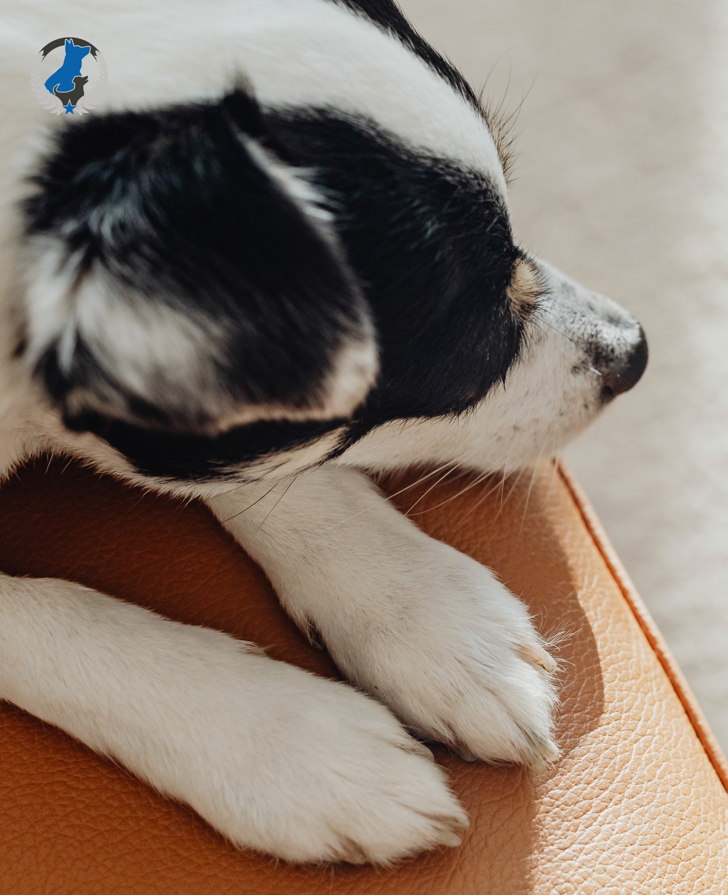 Separation anxiety can cause stress, for both you and your dog, leading to destructive behaviors. At Dog Training Elite, our specialized programs help your dog build confidence and independence, so they can stay calm when left alone.

We combine structured routines with proven training techniques, creating a consistent environment where your dog feels secure. With clear expectations and predictable routines, your dog will learn to trust that you&rsquo;ll always come back.

📲 Visit our website to request a free assessment: https://dogtrainingelite.com/philadelphia/cities-we-serve/main-line-philadelphia

