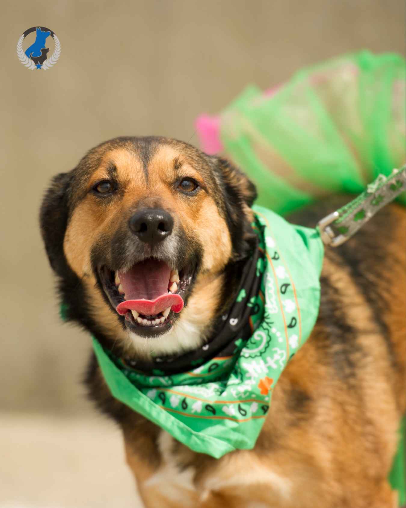 Hope you all had a lucky 🍀 Saint Patrick&rsquo;s Day and a fun-filled week celebrating! 🐾

