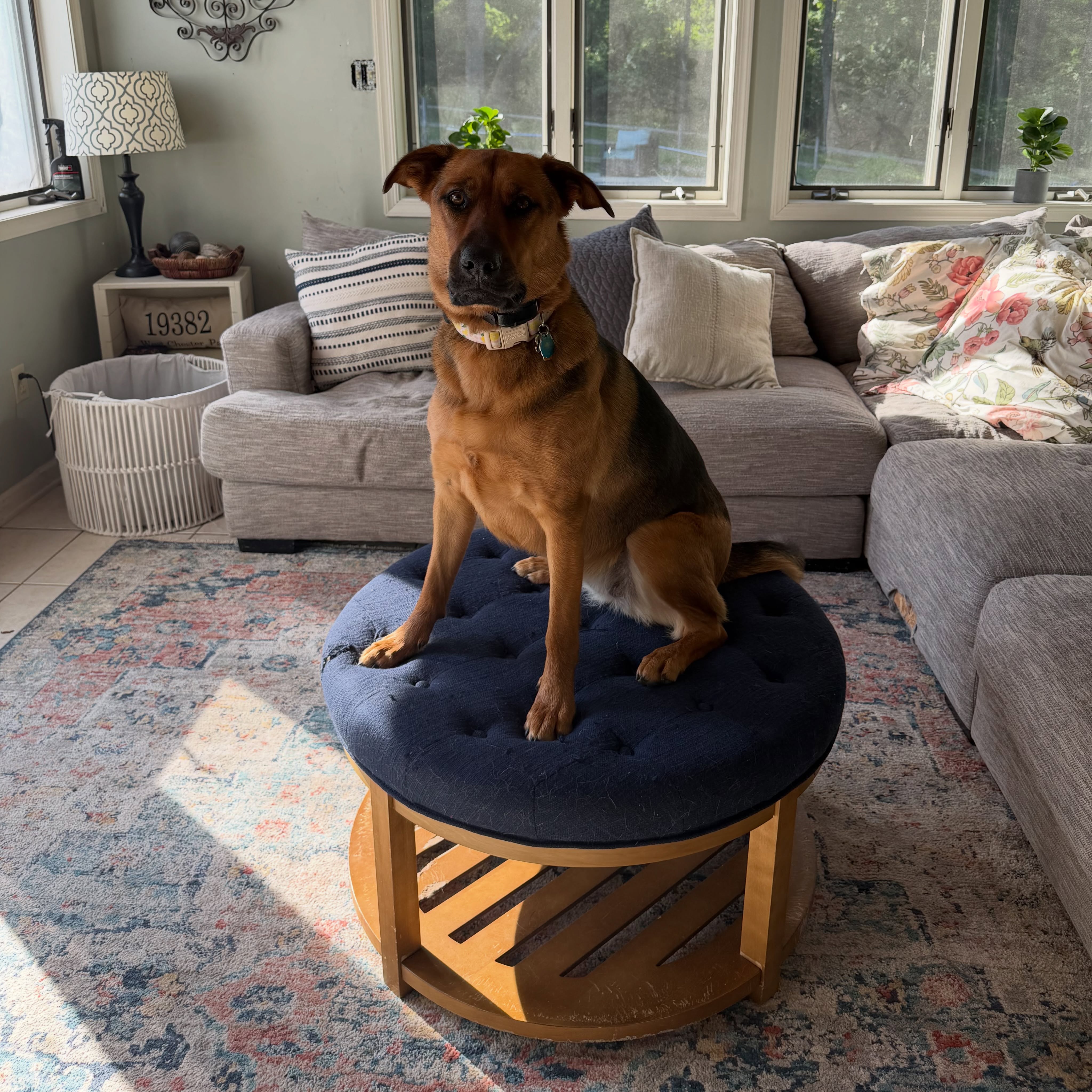Check out Macy perfecting &ldquo;place&rdquo; 🤩 Way to go!

This training command teaches our dogs to go to a specific spot (such as a bed, mat, or platform) and stay until released. It helps calm behavior, impulse control, and keeps the dog out of the way when needed, such as when guests arrive. 
