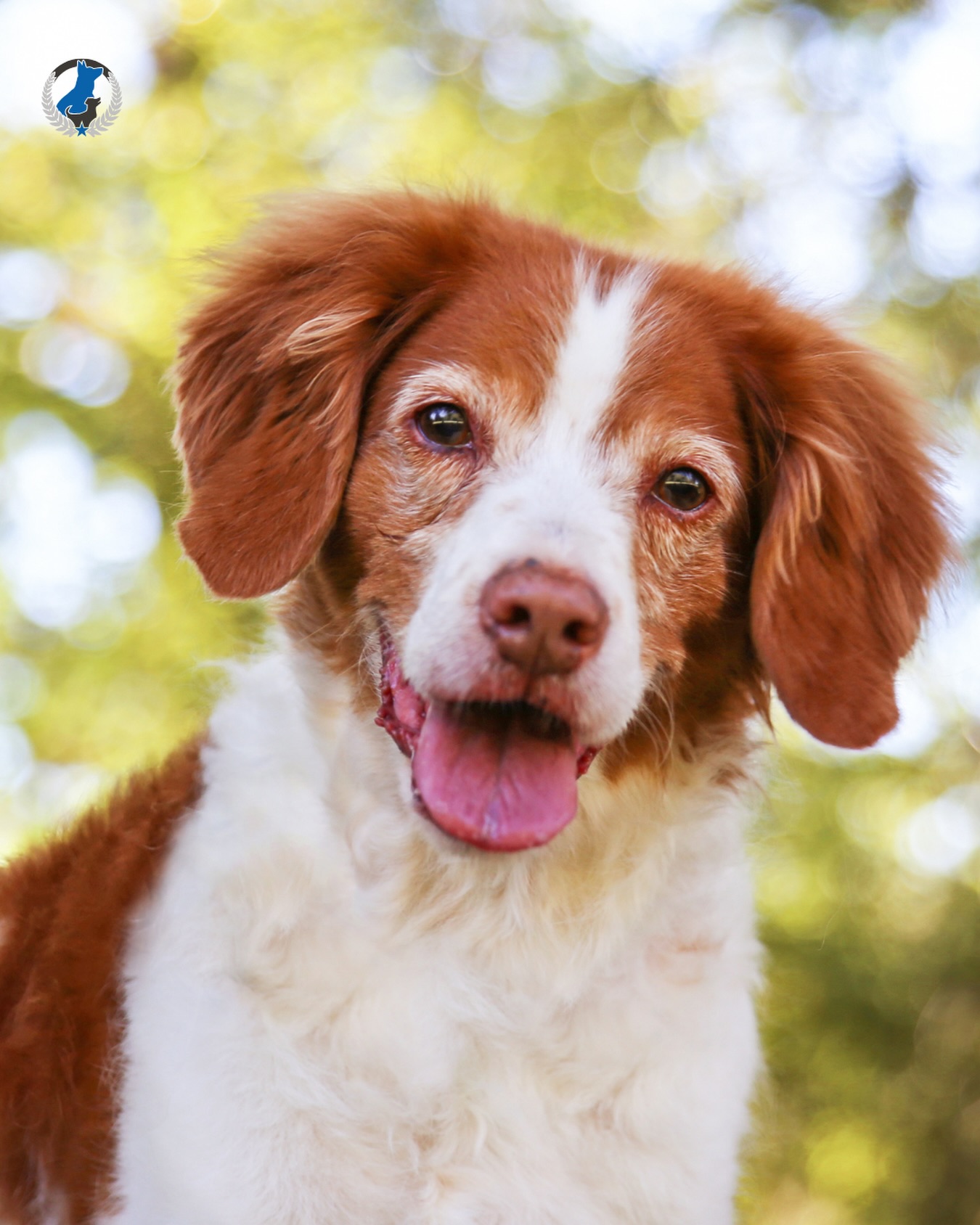 Happy National Mutt Day to all the perfectly one-of-a-kind pups out there! 💙 Today we celebrate the unique mix that makes every dog special.

