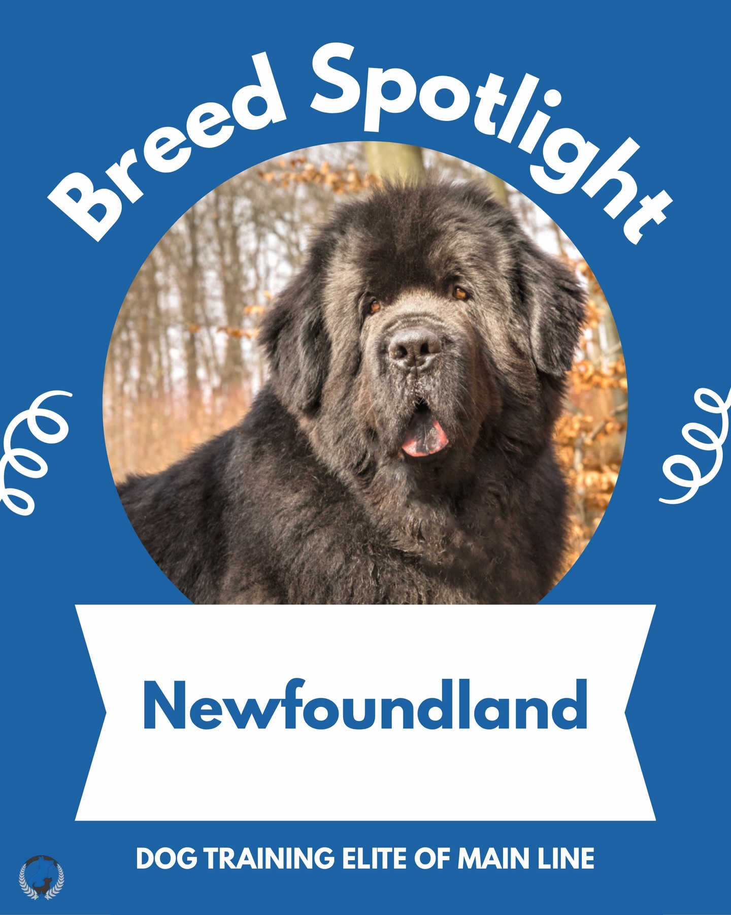 Breed Spotlight: Newfoundland! Gentle, loyal, and famously sweet, Newfoundlands are known for their calm demeanor, strength, and affectionate nature 🐻&zwj;❄️💙 Despite their massive size, they&rsquo;re true gentle giants who love being close to their people, whether that&rsquo;s guarding the family or lounging at your feet.

Do you have a Newfoundland? Tell us your favorite Newfie story below! 👇🐾 

