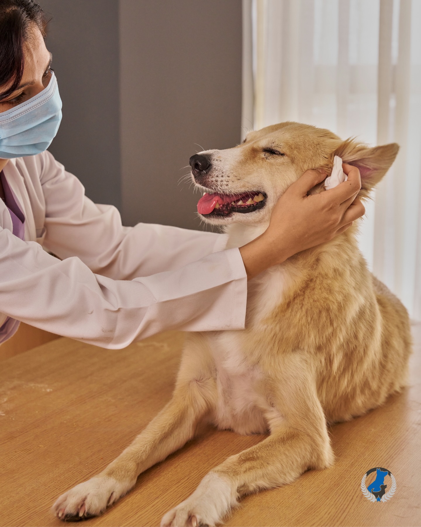This week, we’re proud to celebrate Veterinary Medicine Day & honor the dedicated professionals who care for the pets we love. Their hard work, compassion, and commitment never go unnoticed. Thank you for everything you do, today and every day! 🩺❤️‍🩹🐶

