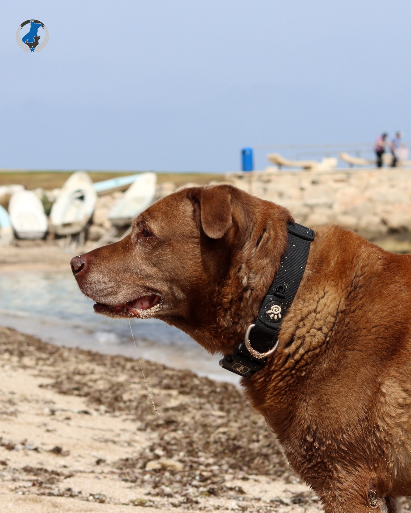 This month, we honor our senior dogs, the loyal friends who’ve been by our side through it all. 💙 They may move a little slower and nap a little longer, but old dogs can still learn new tricks! There is no reason an older dog can’t learn basic commands. Want to get started? Tap the link in bio to request a free assessment. 🔗


