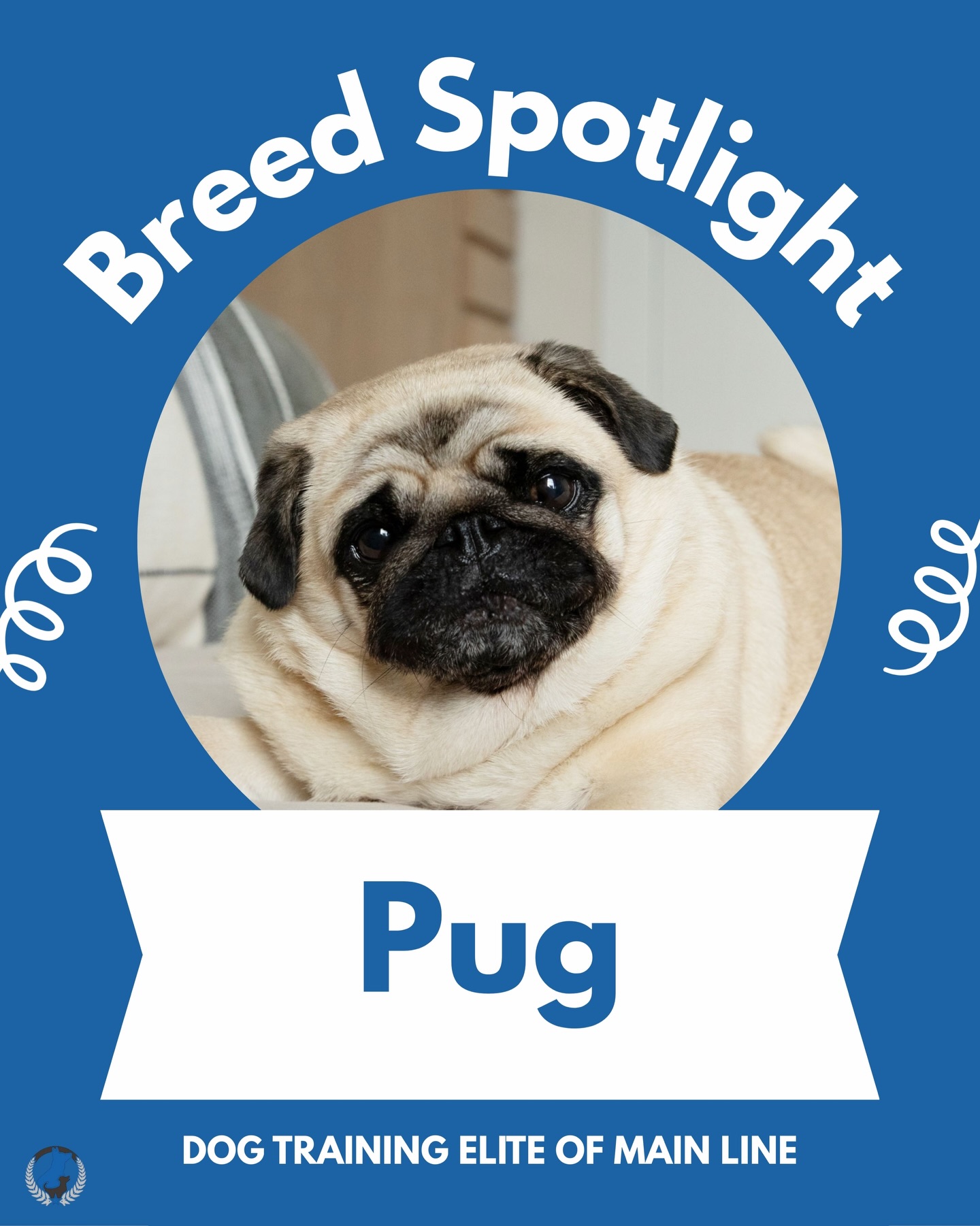 Breed Spotlight: Pug! 🐾 Known for their big personalities and endless charm, Pugs may be small but they&rsquo;re packed with love! 🤍 With their expressive faces, playful spirit, and love for being close to their people, Pugs are true companion dogs through and through. Whether they&rsquo;re mastering a new trick or snoozing by your side, their loyalty and humor make every day brighter.

Do you have a Pug? Tell us your favorite training moment below! 👇 🦴

