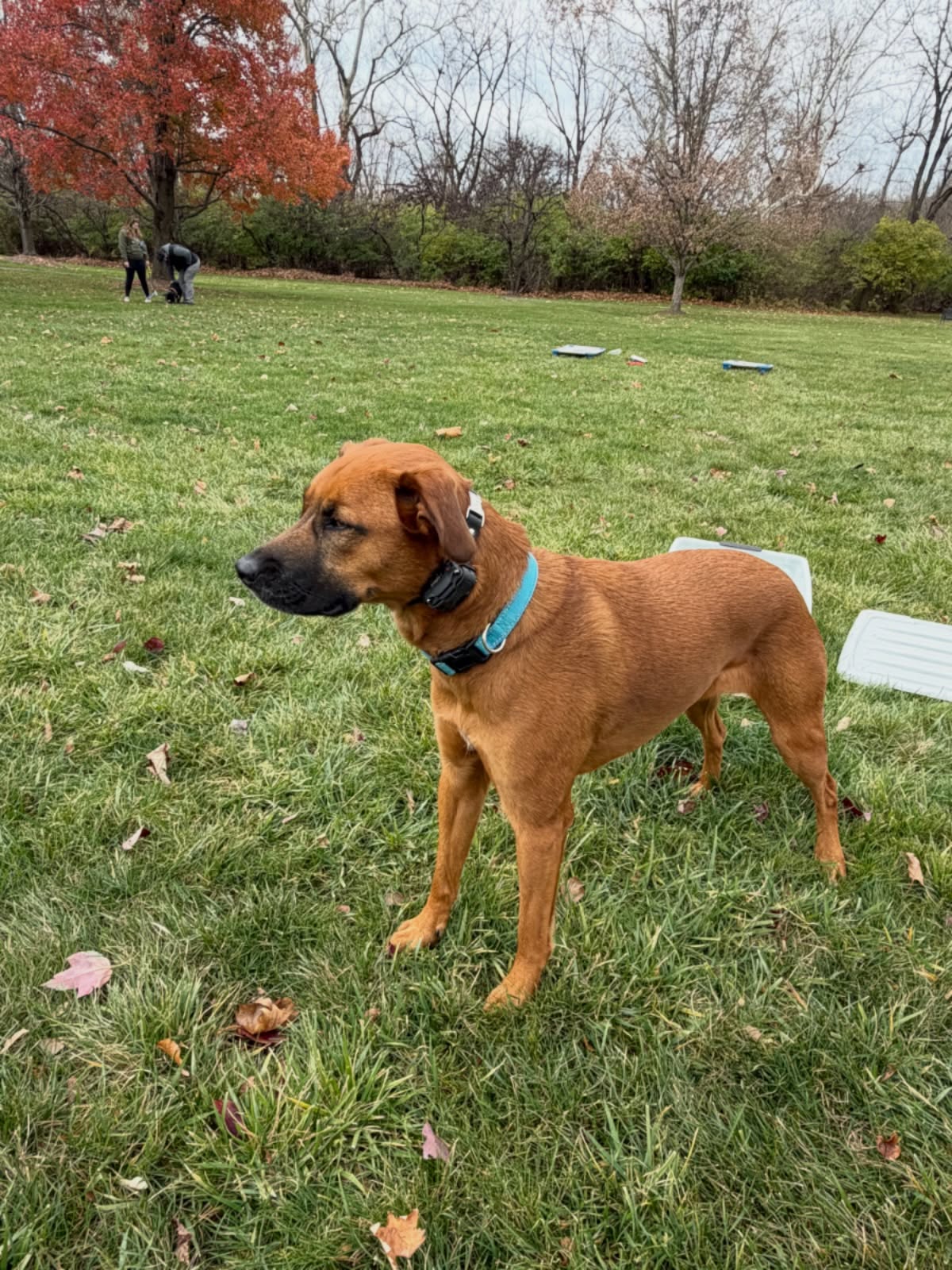 No better feeling than training outside! Comment below what you&rsquo;re looking forward to this spring with your pup 🌼🌿🦮

