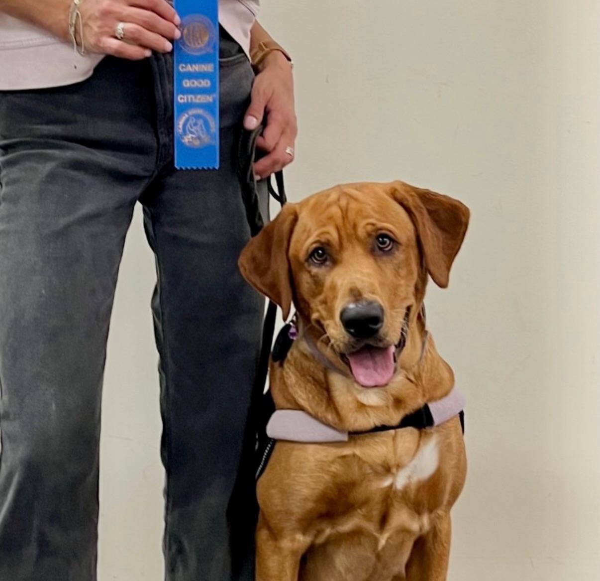 Another repost from @alongwithecho! We love seeing our clients share their journeys & celebrating all the milestones they achieve along the way! 🎉

&ldquo;Congrats to Echo who got his first title - Canine Good Citizen CGC! Proud of Echo.&ldquo;

