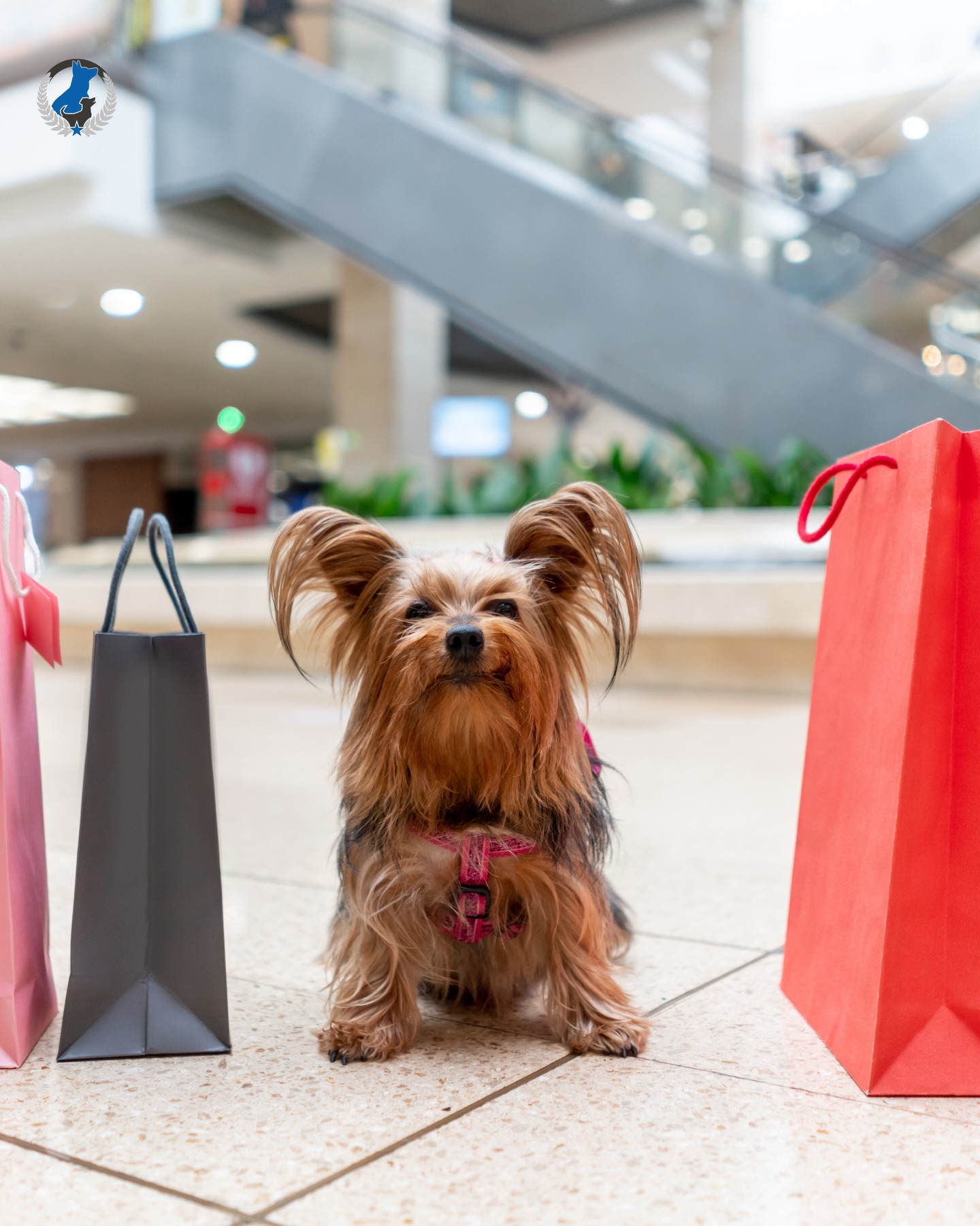 Happy Black Friday! 🛍️ Who’s out grabbing deals today? Drop a pic of your shopping buddy (aka your pup) in the comments 🐾

