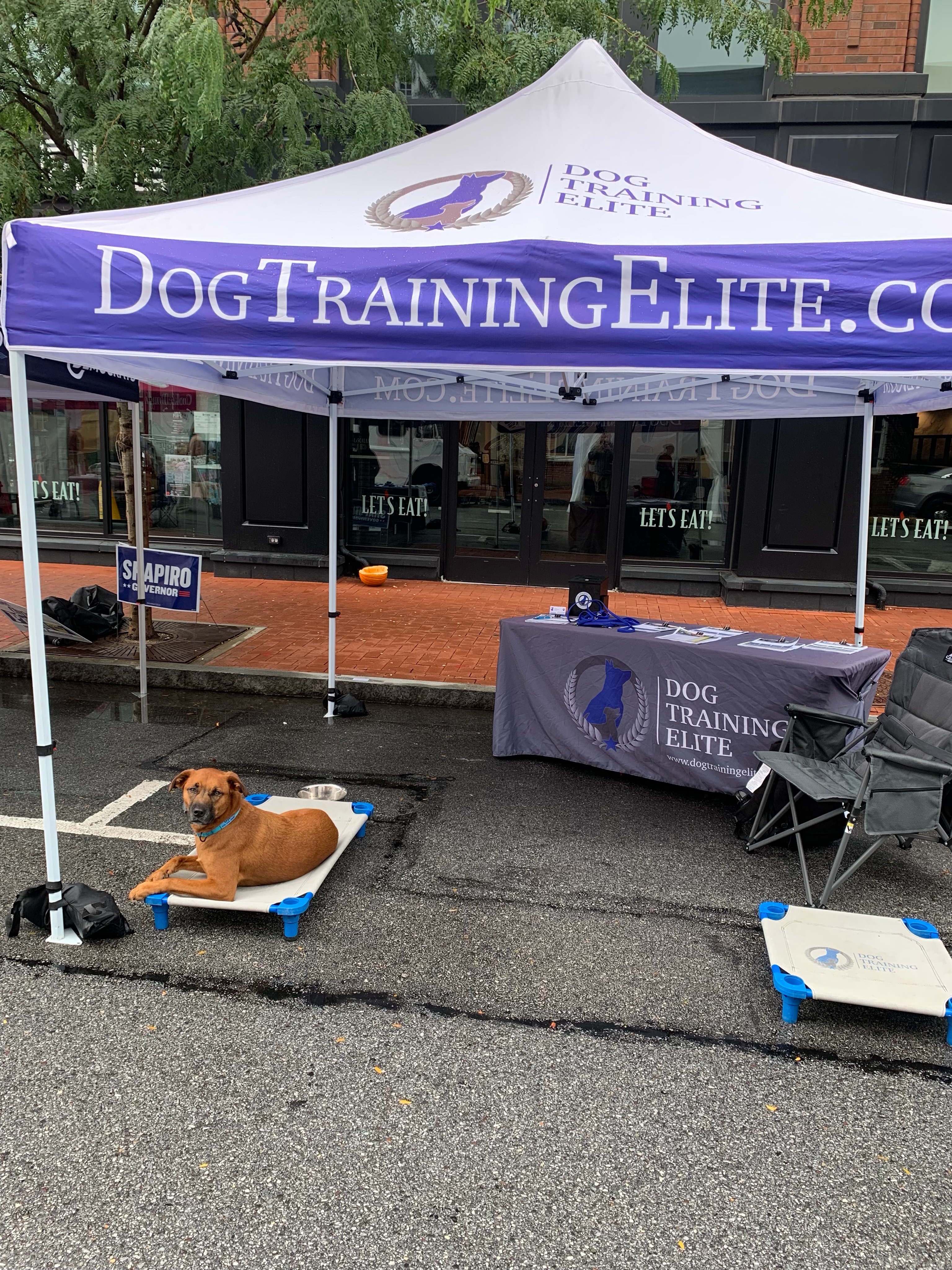 Last few hours of the West Chester Restaurant Festival! 🍝 Come swing by the DTE tent at the corner of Gay & Chestnut St. to learn more about how we can get started on your dog&rsquo;s training journey!

Tap the link in bio or DM us for more info!
