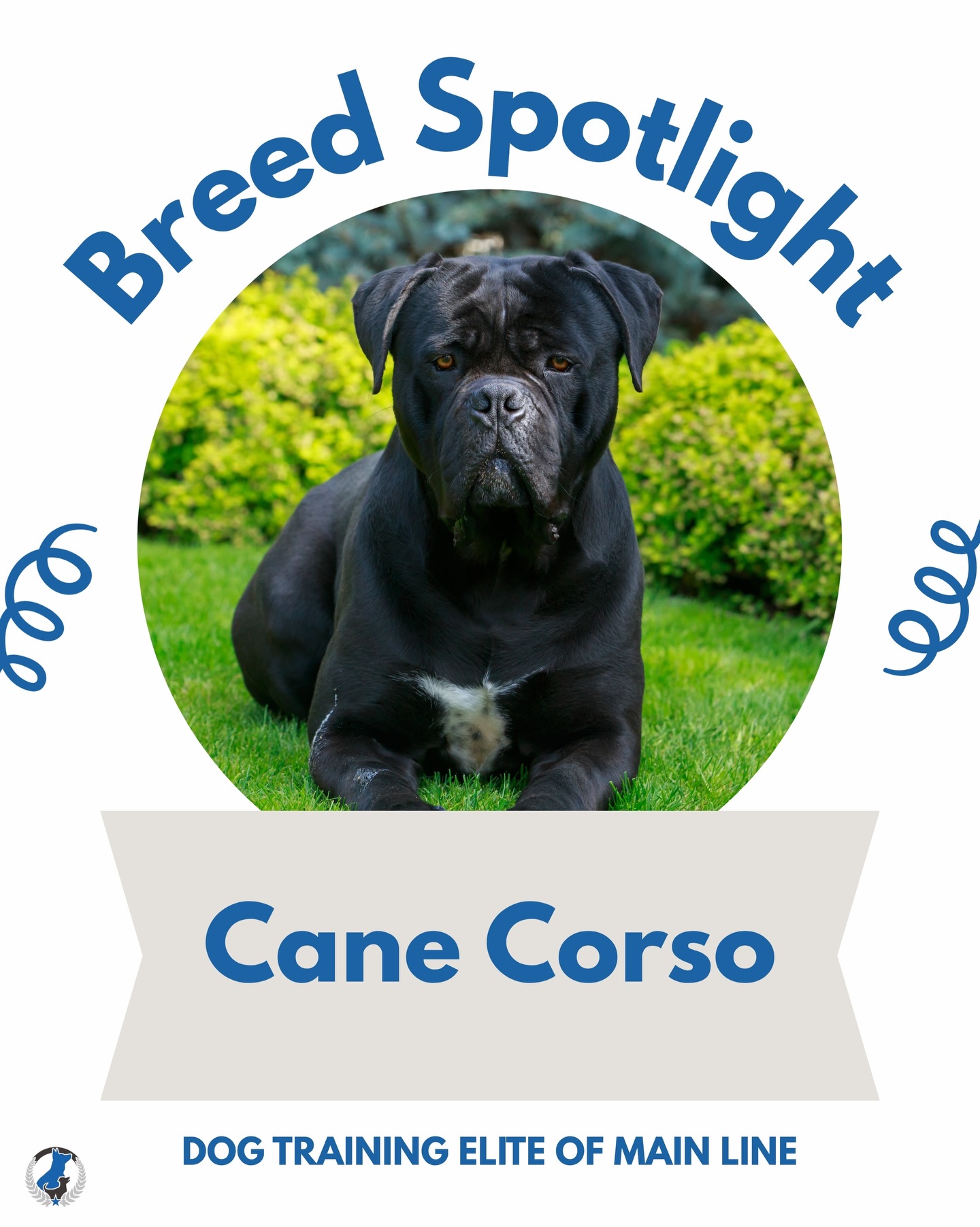 Breed Spotlight: Cane Corso 🐾 Strong, loyal, and incredibly devoted, Cane Corsos are known for their protective instincts and deep bond with their families. Despite their powerful presence, they&rsquo;re often gentle giants at home, and always keeping an eye on their people.

Do you have a Cane Corso? Tell us your favorite Corso story in the comments! 👇

