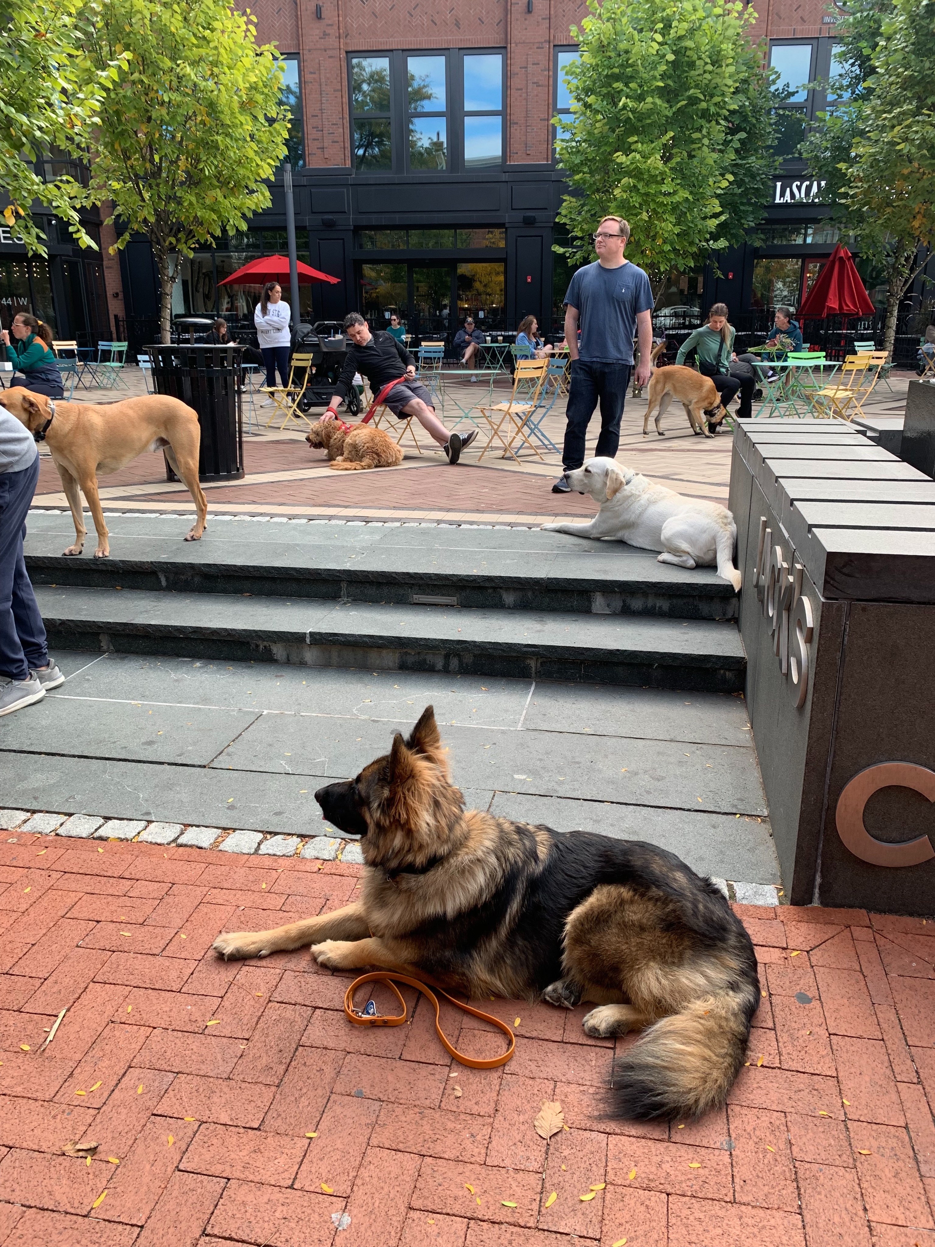 Quick break during our group training session in West Chester! Did you know our group classes can help:

✅ Improve Socialization Skills
✅ Foster a Supportive Community
✅ Strengthen the Dog-Owner Bond
✅ Reinforce Basic Obedience
✅ Prepare for Real-World Distractions
✅ Provide Personal Attention in Small Groups

Ready to get started? Tap the link in bio or DM us for more information. 