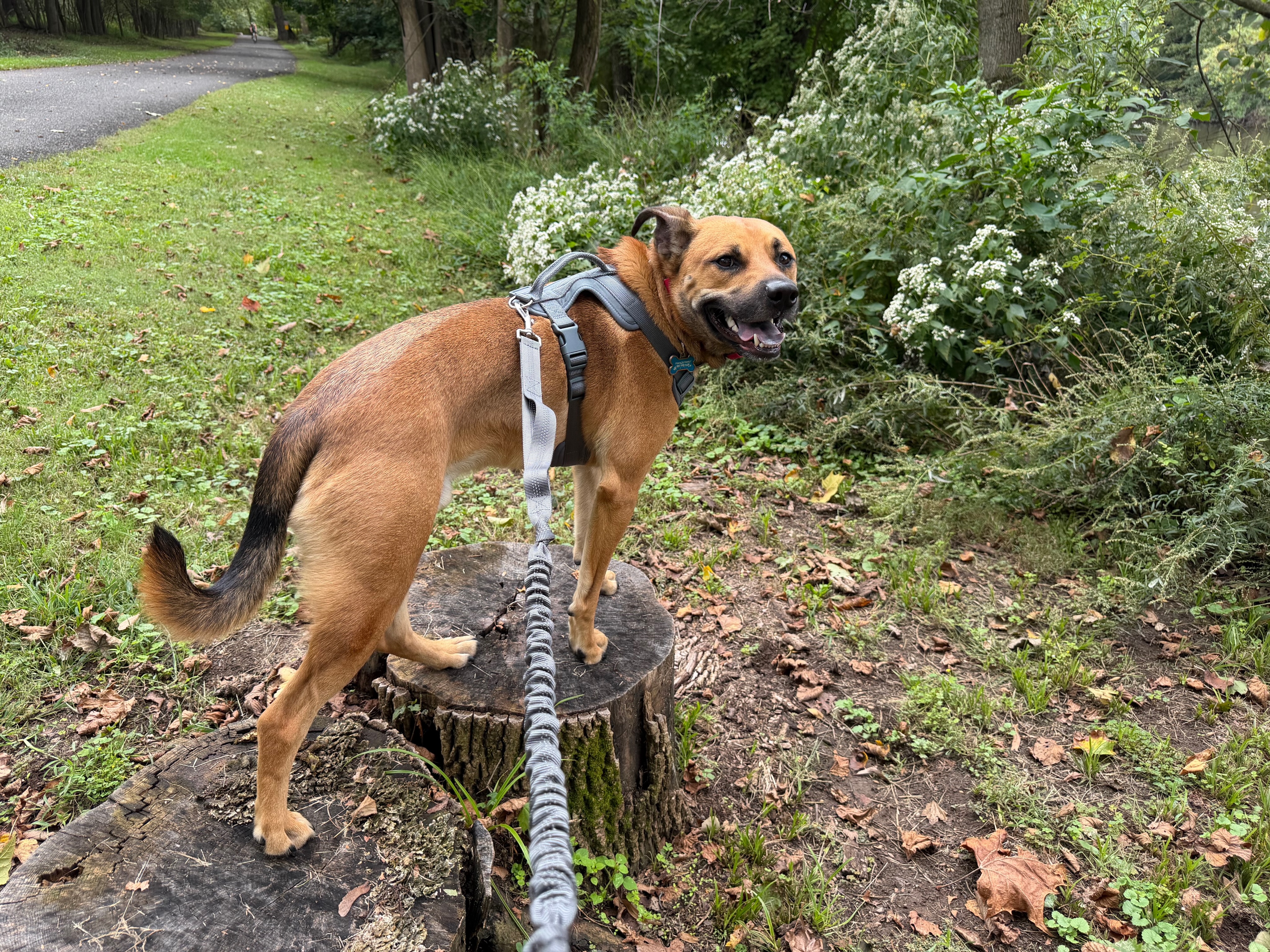 Check out our trainee, Bowie, in place! Keep up the great work! 👏 
