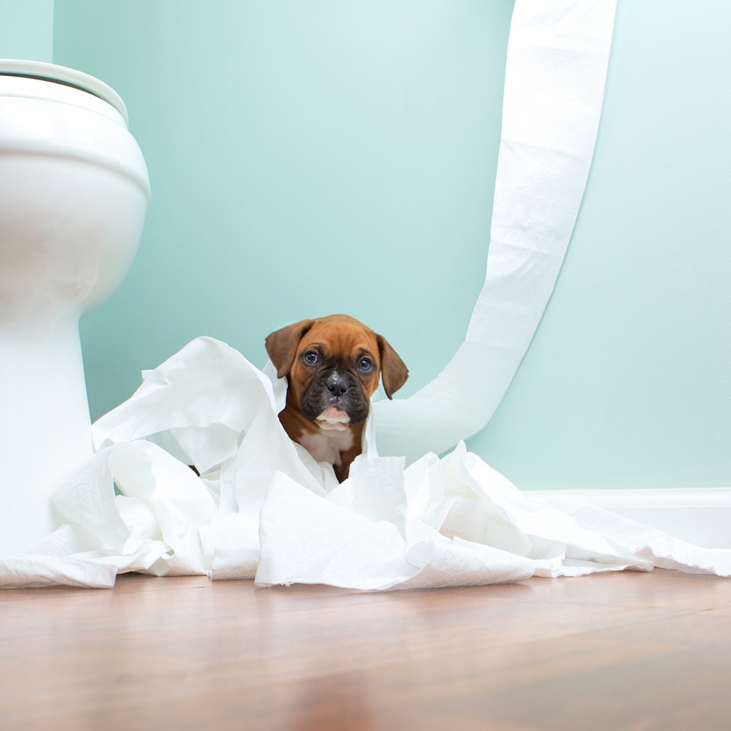 🚽 Potty training can feel like a full-time job in those early days. Whether it’s a brand-new puppy or an older dog with some lingering habits, the struggle is real. But the good news? You don’t have to face it alone. Potty training is included in every one of our puppy training programs and can be incorporated into obedience programs for older dogs. Tap the link in bio to request a free assessment. 🔗

