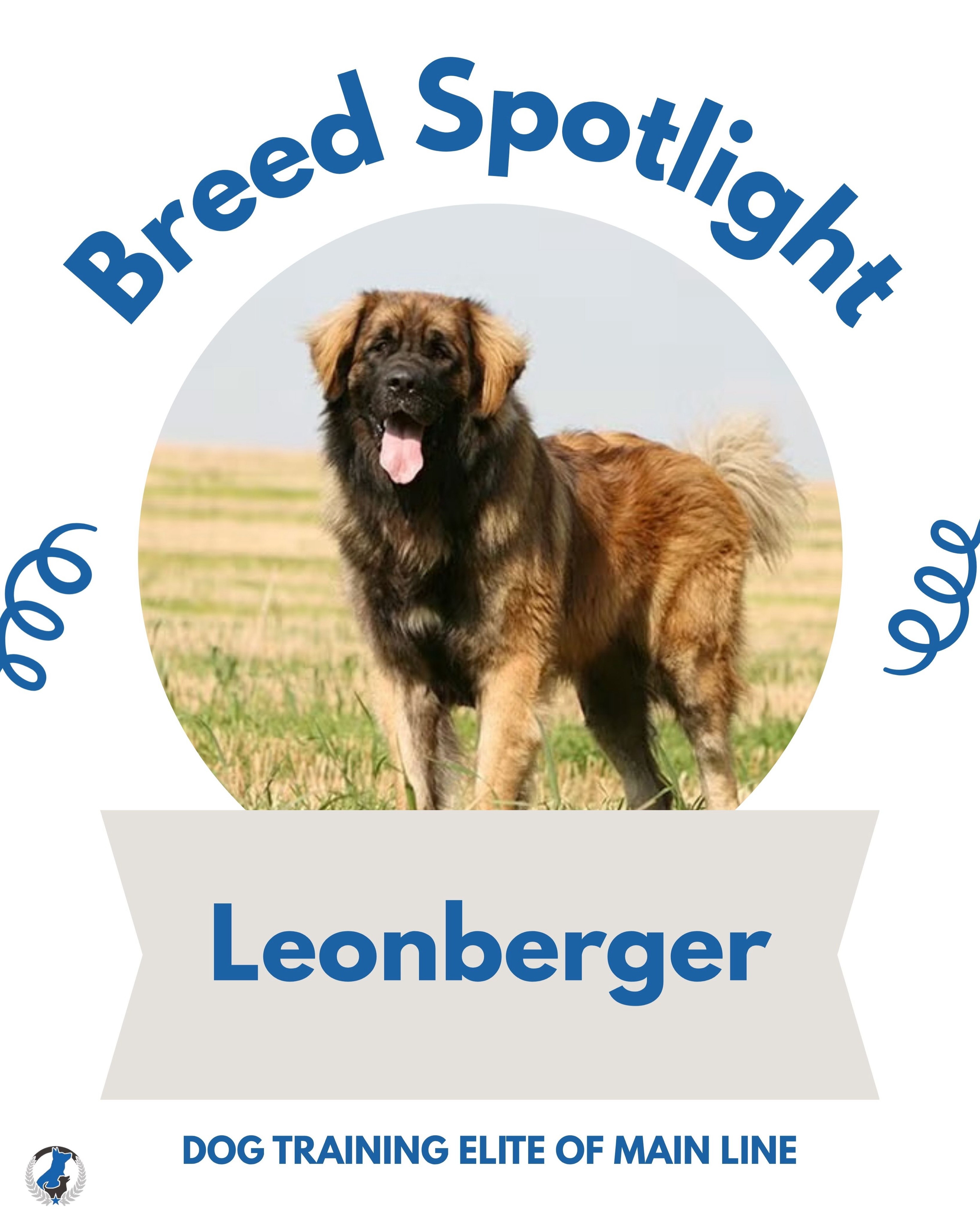 Breed Spotlight! Leonberger 🦁🤎 These gentle giants are big, loving, and always ready to be part of the family. Leonbergers are known for their friendly personalities and desire to be around their people. They are intelligent working dogs who thrive on both physical activity and mental stimulation!

Do you have a Leonberger? We&rsquo;d love to hear about it! Tell us your favorite Leonberger story in the comments. 