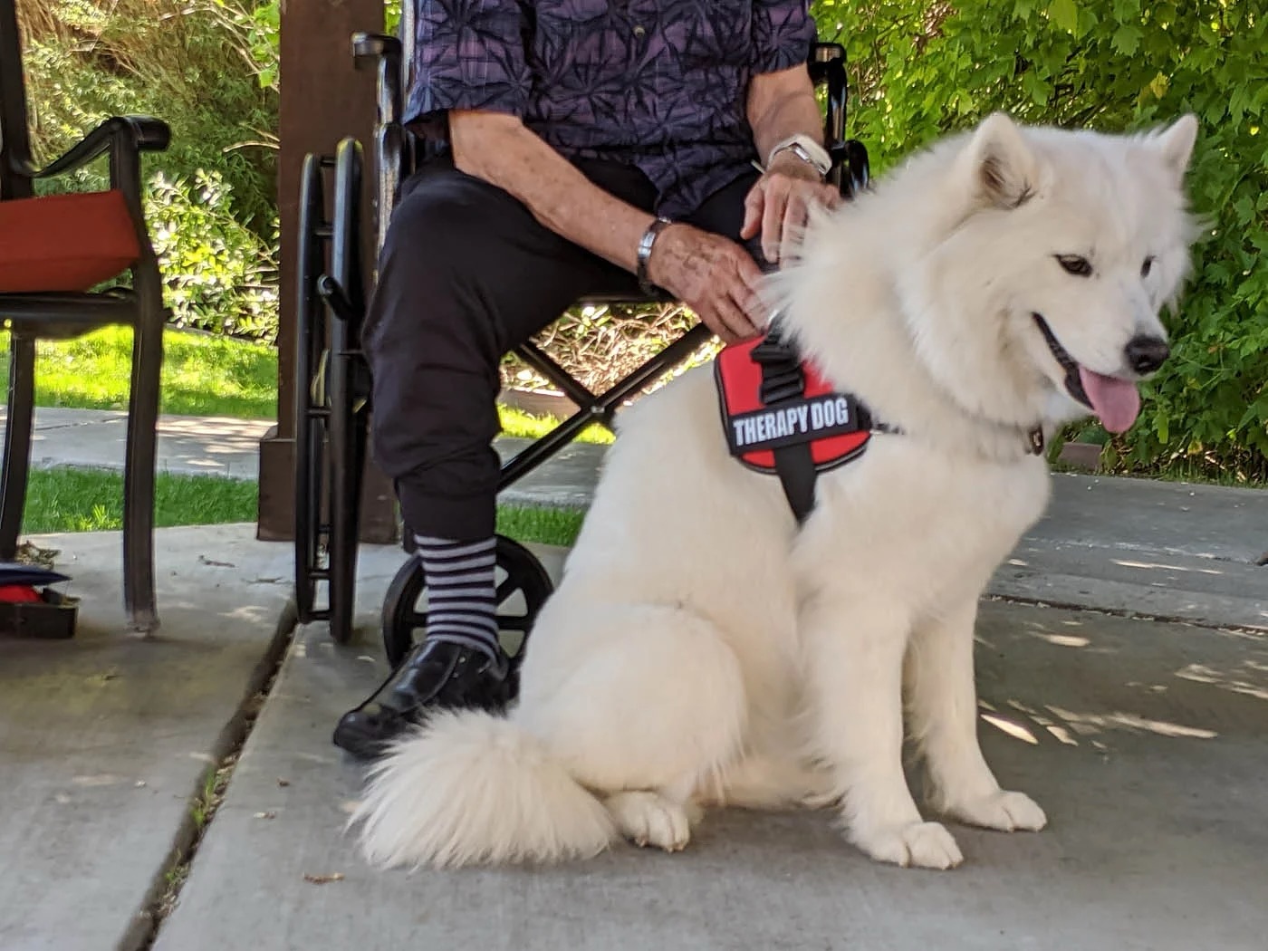 Therapy dogs aren’t just pets - they’re comfort, support, and love 🐶💛. Our trainers help your pup provide emotional support, soft cuddles, and a calming presence when it matters most.

