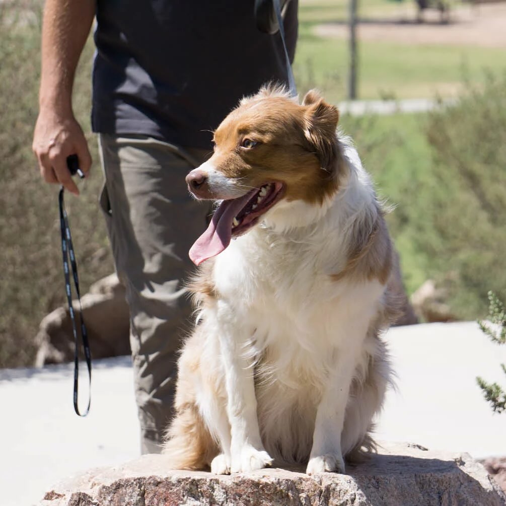 Dogs learn best with love and encouragement! 🫶 We use positive reinforcement to guide your dog toward good behavior, no harsh punishment, just trust, patience, and results. Ready to get started? Tap the link in bio to request a free assessment. 🔗✅

