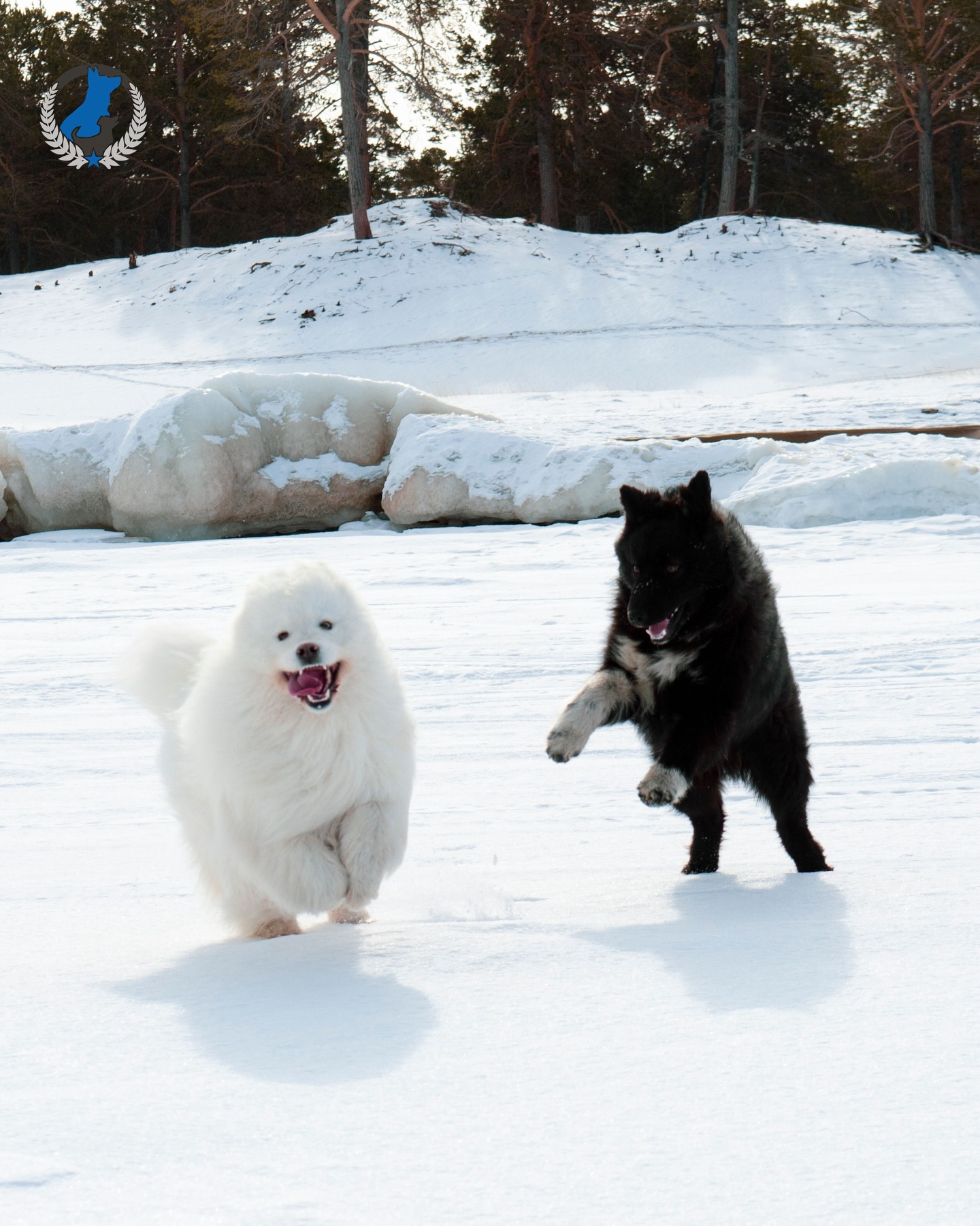 Cold temps and snowy sidewalks mean it&rsquo;s time to be extra mindful with your pup. ❄️ Ice, salt, and low visibility can create risks you don&rsquo;t always see coming. Slow down on walks, protect those paws, and make sure your dog is focused and responsive before heading out.

Want simple, practical tips to keep your dog safe this winter? Check out the pinned blog post on our page or visit our website in bio for the full guide.

