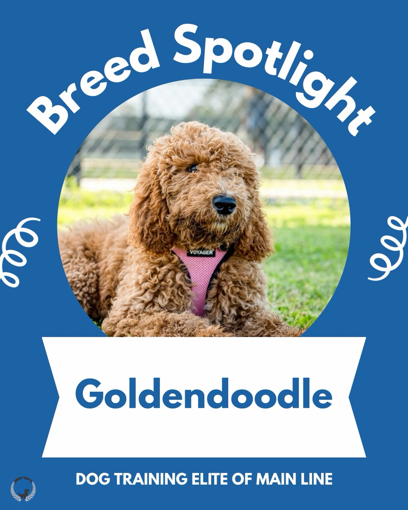 Breed Spotlight: Goldendoodle! 💛 Friendly, smart, and full of personality, Goldendoodles are the perfect mix of Golden Retriever charm and Poodle brains. They thrive on play, cuddles, and mental challenges, making them amazing family companions and eager learners.

Do you have a Goldendoodle? Share your favorite story in the comments below! 👇

