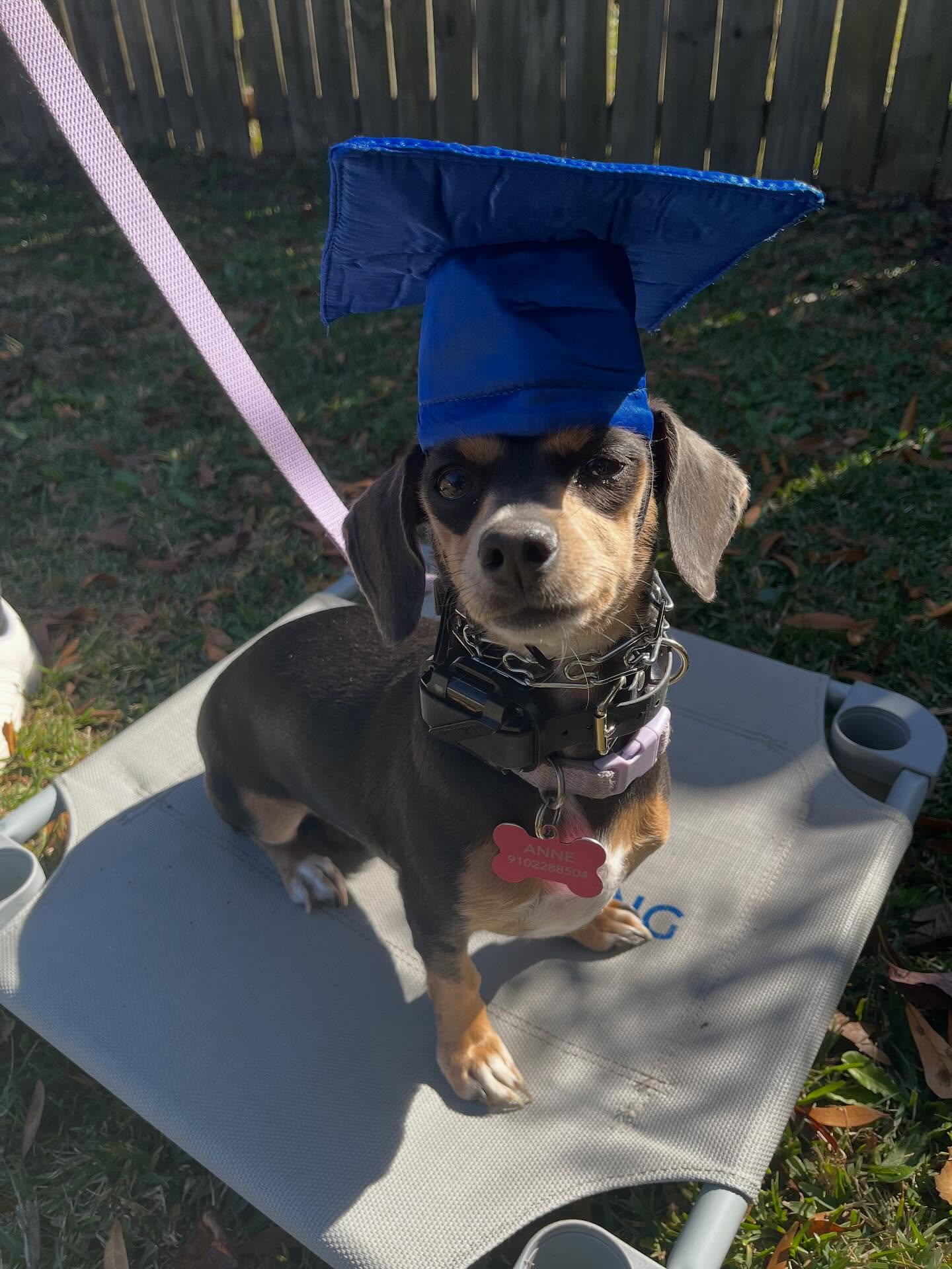 Congratulations to Heidi for graduating our Platinum program!!🎉🎉🎉🐾