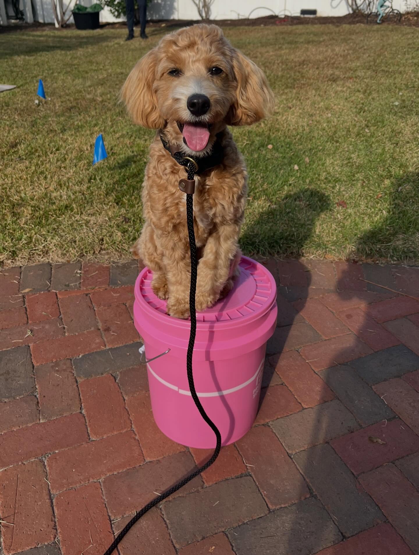 Daisy showing off herPlace skills this morning 🌸