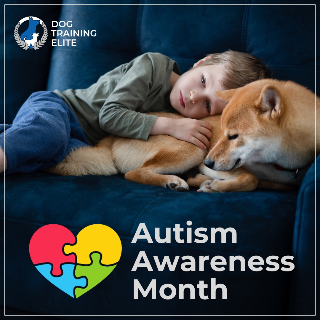April is Autism Awareness Month! 🐕💙

At Dog Training Elite Wilmington, we know the incredible bond between children with autism and their pets. Studies show that dogs can provide comfort, companionship, and even improve social skills for children on the spectrum. Their calming presence helps reduce anxiety, encourage communication, and create a sense of security. 

That's why we're passionate about training Service Dogs and helping live better lives with trained dogs. 

