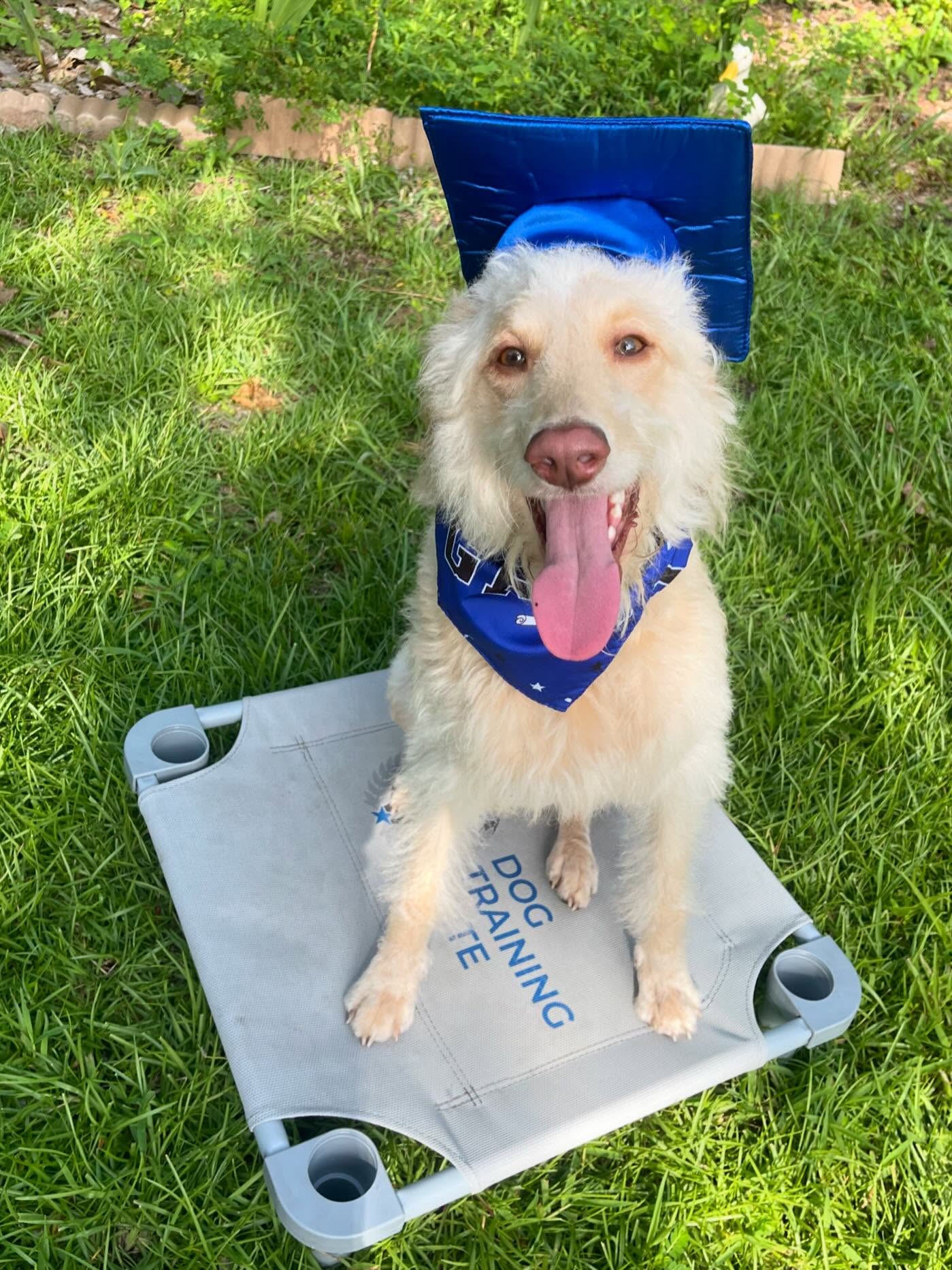 Congratulations to Zelda! 🎉🎉🎉🐾 for graduating our Platinum program! &ldquo;I met her hiding under a table at our first session, but with each trainings session she gained confidence. What a sweet girl!&rdquo; ~ Trainer, Kati