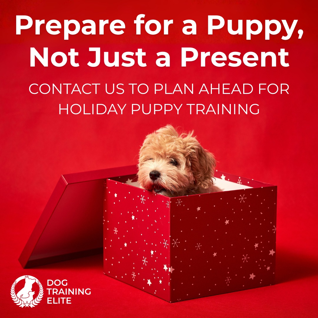Thinking about getting a dog for the holidays? 

Puppies can bring a lot of joy, but they also bring responsibility. Before you surprise the family, ask yourself:

🎁 Do you have the time to care for and train a dog every day?
🎁 Are you committed to starting consistent training from day one?
🎁 Are you financially ready for vet visits, food, grooming, and dog classes?
🎁 Is your home prepared with the basics like a crate, leash, and safe space?

If you've considered the above and are ready to welcome a puppy, Dog Training Elite Wilmington can help you build a strong bond with in-home, personalized training.

Call today to learn about our Puppy Plus training package!

