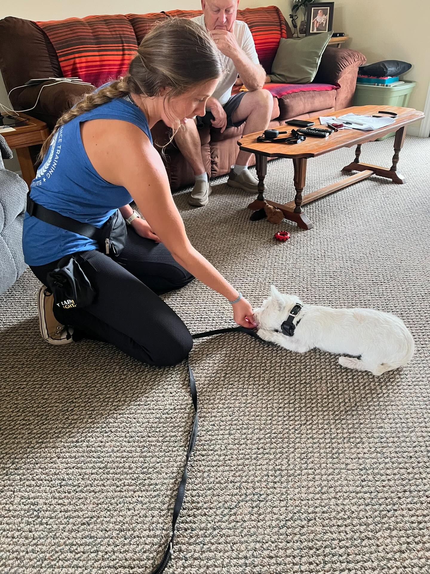 Trainer Anna working on Down with Charlie! This little pup is so smart and Anna has been working so great with him! 🤍