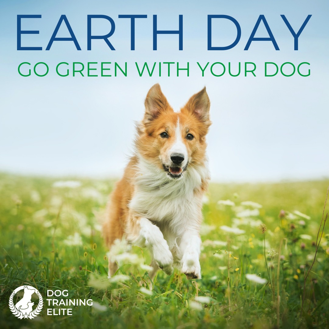 🌍🐾 Celebrate Earth Day by Going Green With Your Pup!

♻️ Choose dog products and food containers with recyclable packaging.

🧸 Donate old blankets and towels to local animal shelters to help dogs in need.​

🌱 When possible, select biodegradable poop bags, eco-friendly toys, and hemp-based leashes and collars.​

✅ Keep the earth beautiful and always pick up after your dog.

By making these small changes, we can make a big difference for our planet and our furry friends!​

