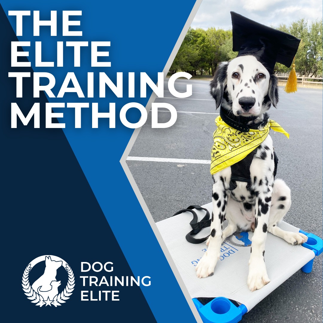 At Dog Training Elite Wilmington, we go beyond basic training with custom programs tailored to your schedule, home environment, and your dog's unique needs.

✔️ 40+ years of experience – Family-owned & professional
✔️ In-home & real-world training – From obedience to advanced skills
✔️ Specialized programs – Service & Therapy Dog training
✔️ All breeds, sizes & behaviors – No dog is too challenging!

