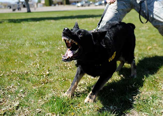 Fear Aggression in Dogs - Dog Training Elite in Boston