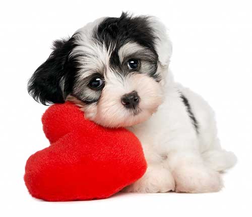 Dog Training Elite Mesa-Valentine's Day with your Dog