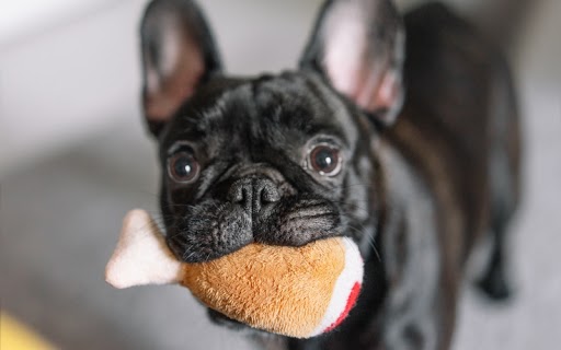 Plush toys are a great, quiet toy to give your dog for early training before enrolling in a professional course at your local Dog Training Elite in Lexington, KY.