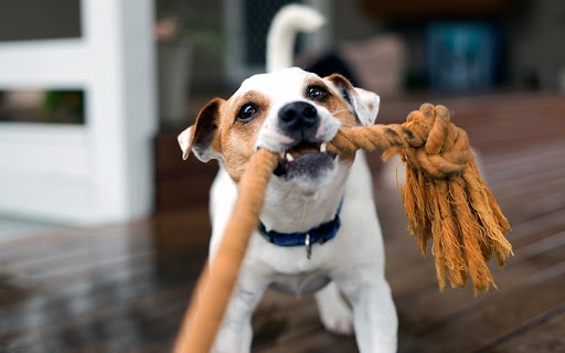 The staff at Dog Training Elite Lexington believe that ropes are a fantastic toy to help train your dog while having fun.