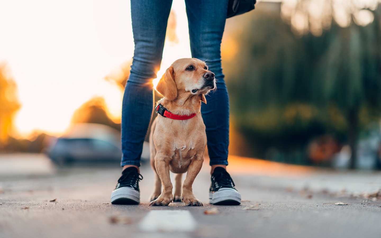 A puppy standing on the sidewalk with their owner - learn the importance of summertime safety for dogs and protecting their paws from ashphalt heat with Dog Training Elite in Boston Metro.