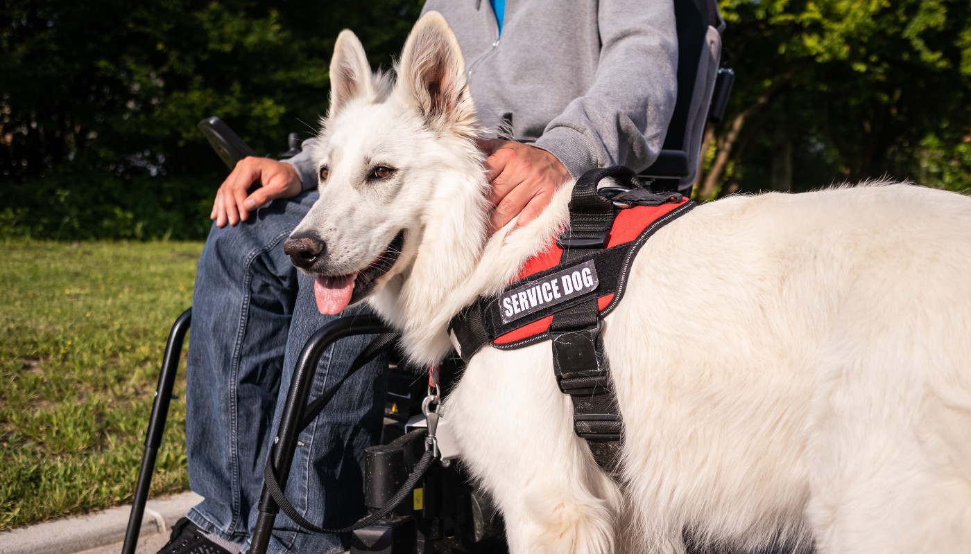 A well-trained service dog sits next to their owner in a wheelchair.