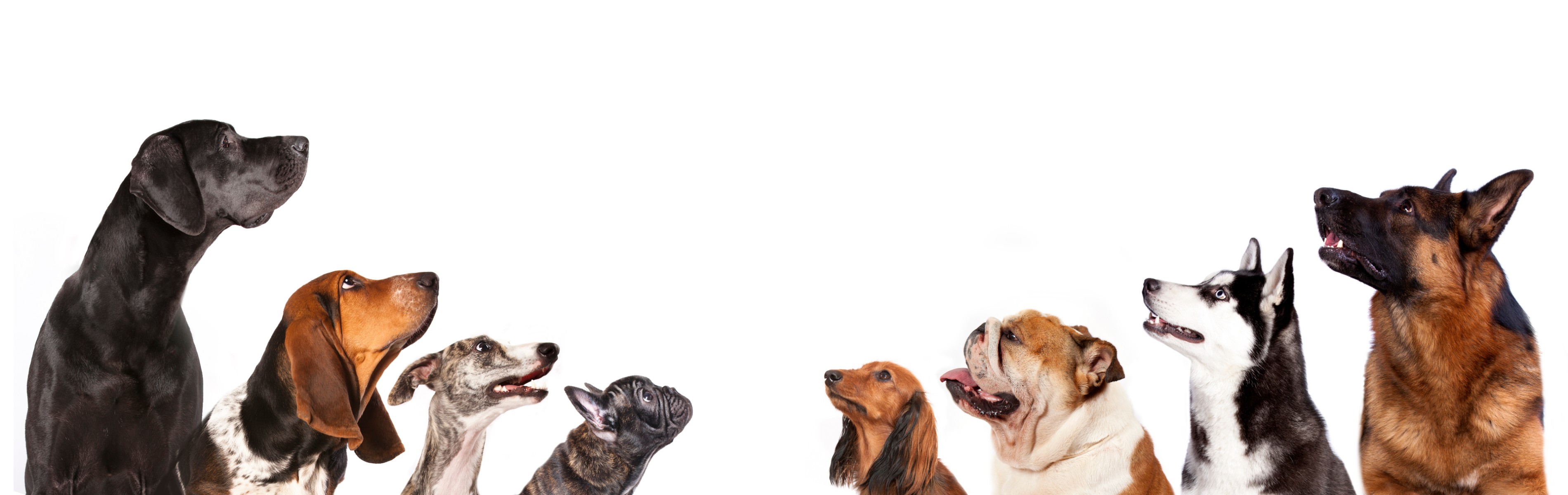 A group of obedient dogs posed for a picture by Dog Training Elite - contact central mass in fitchburg for dog training programs today!