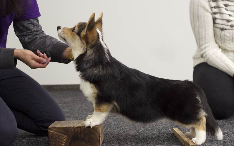 dog training business owner matt willis with dog