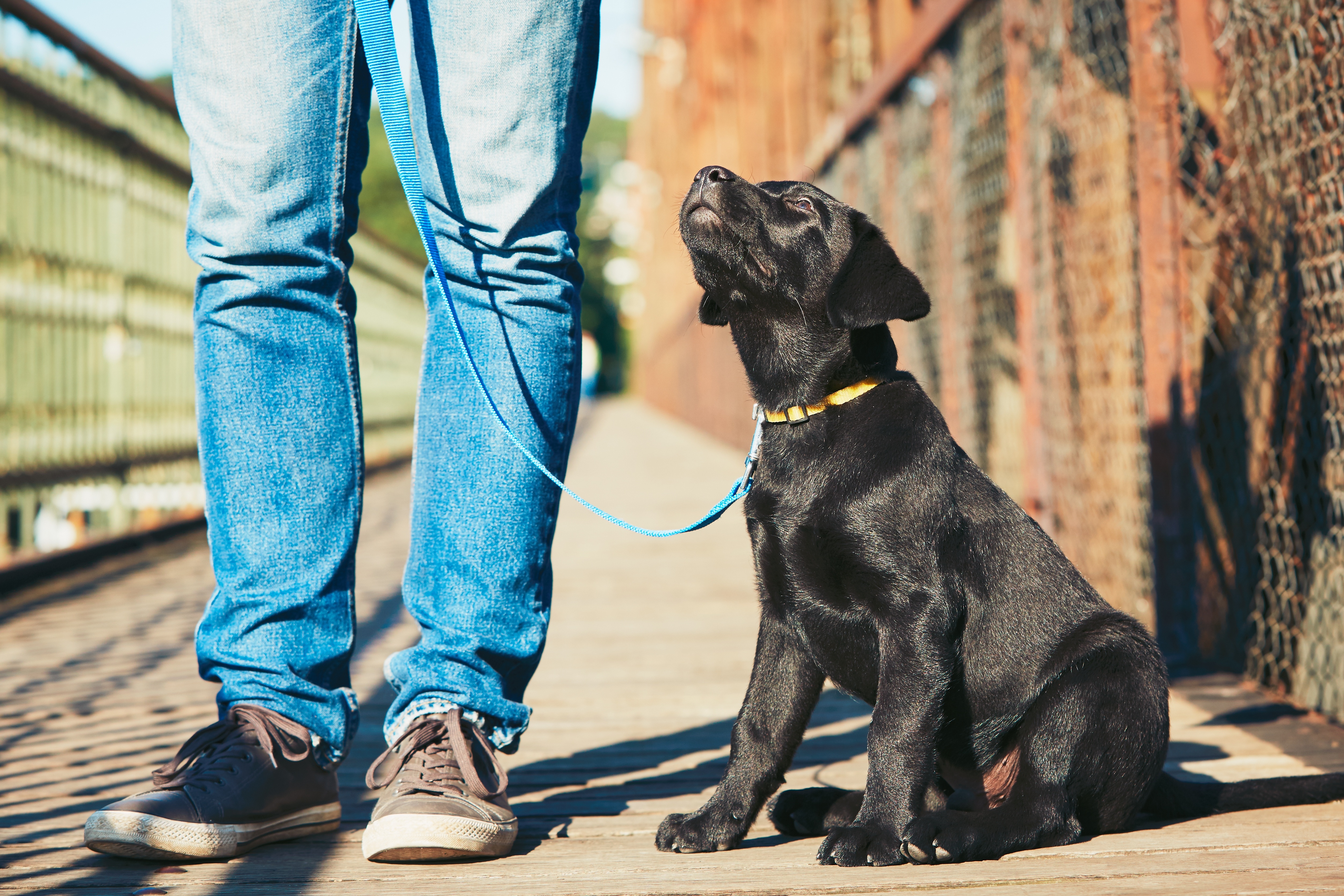 Dog Training Elite in Boston explains what least laws are and why they are important