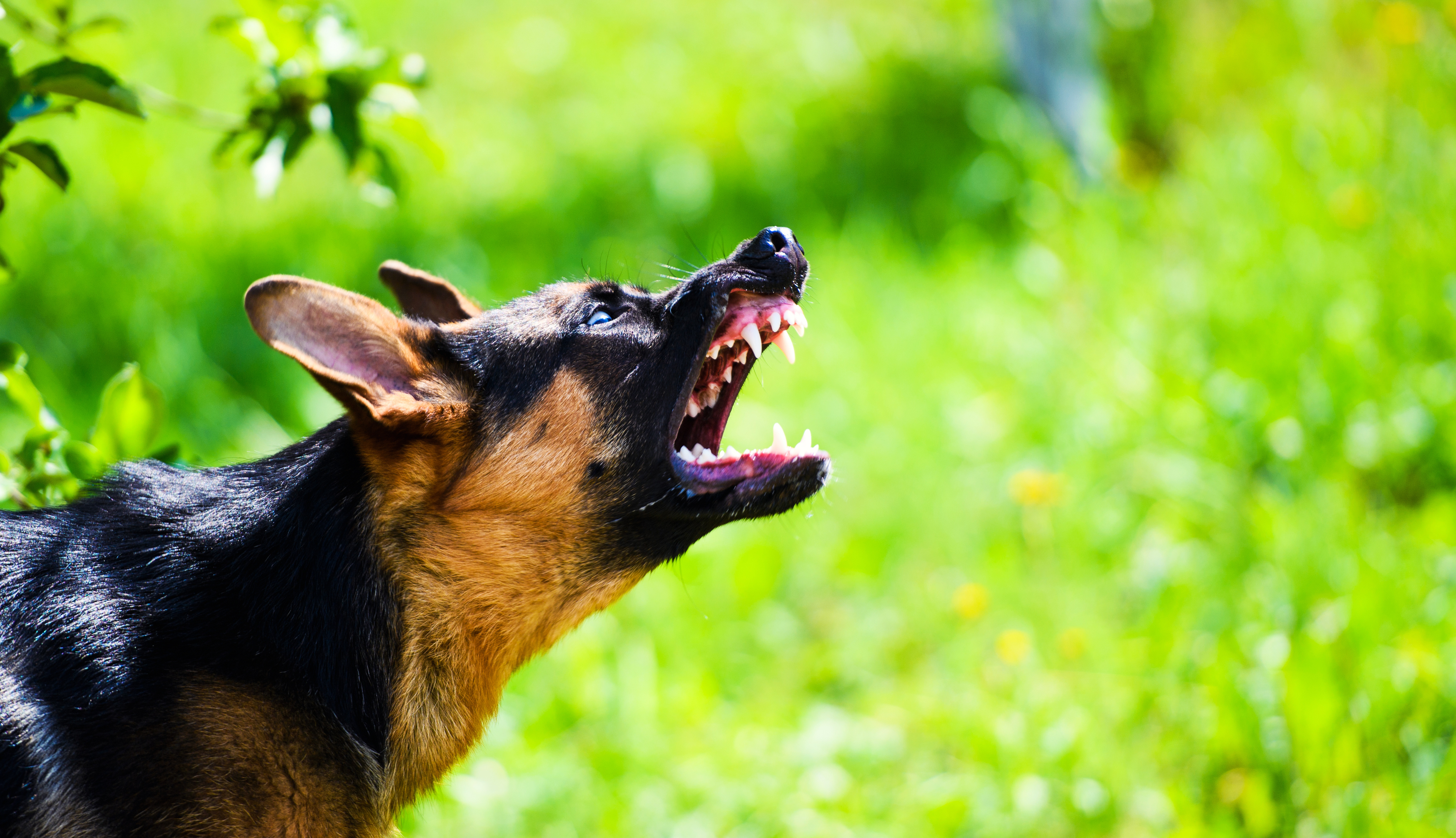 A dog showing aggressive behavior - understand aggressive dogs and get professional training with Dog Training Elite in Boston Metro.