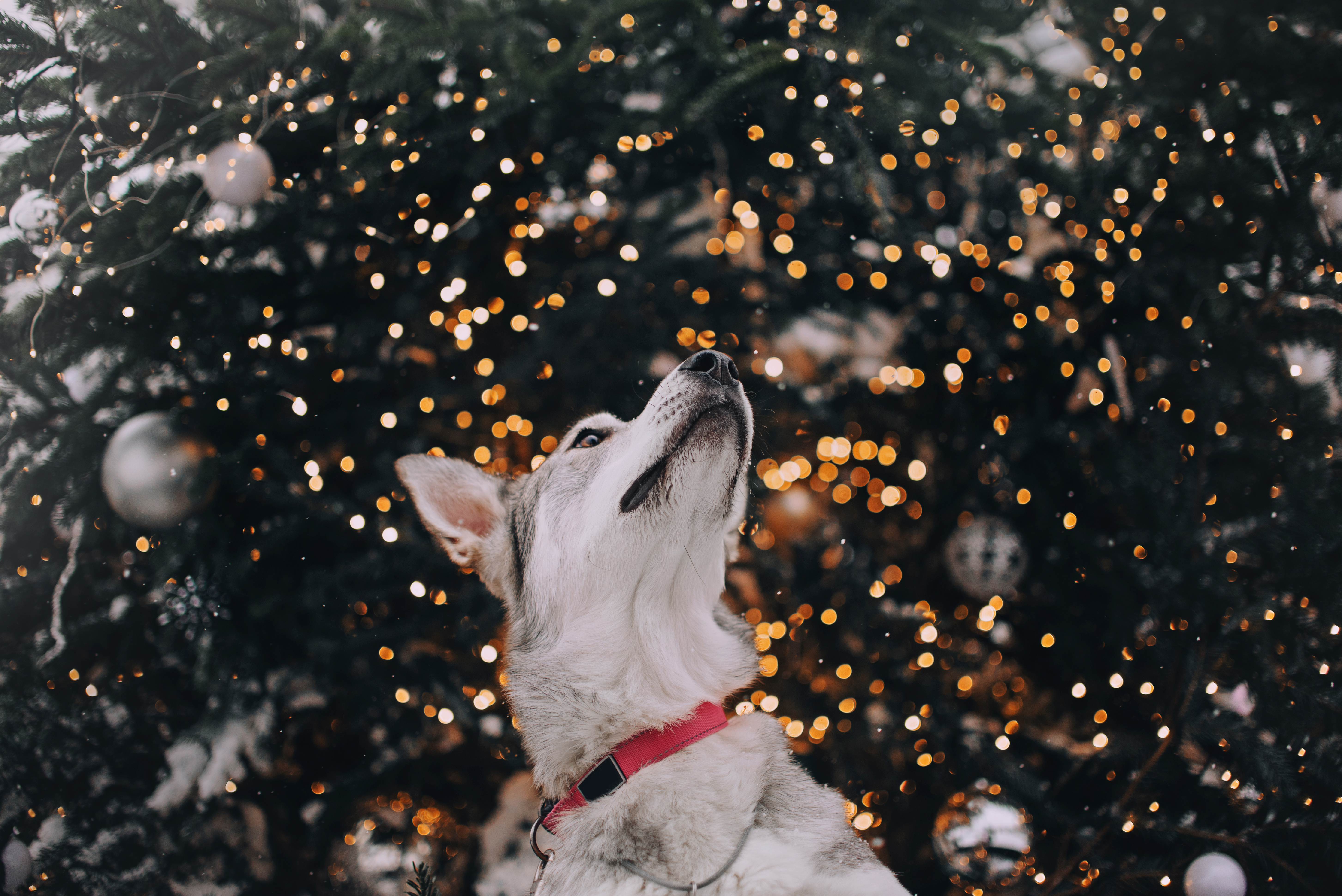 A service dog on a holiday light tour in Scottsdale, AZ.