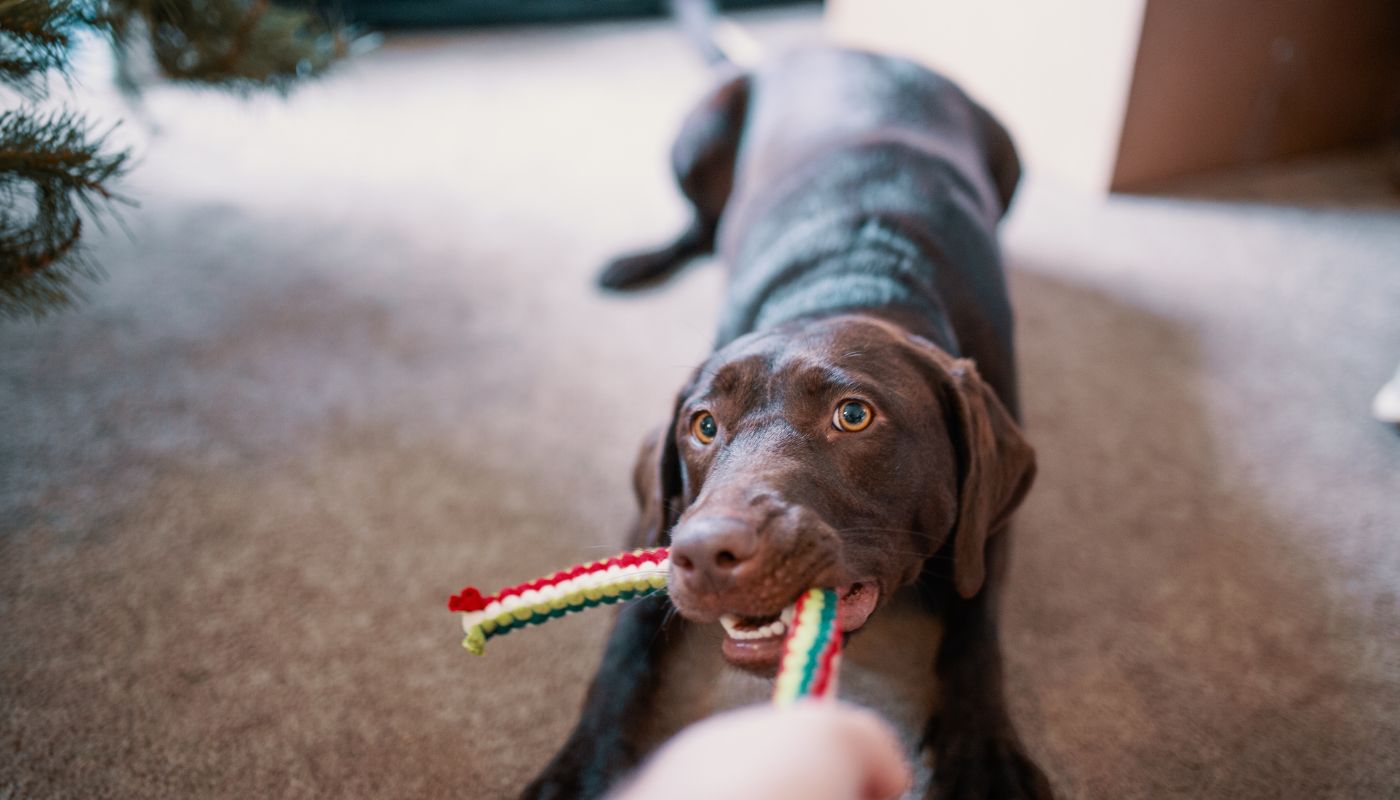 A dog with destructive tendancies learning how to get their energy out through physical outlets - learn more tips with Dog Training Elite of Southwest Florida.