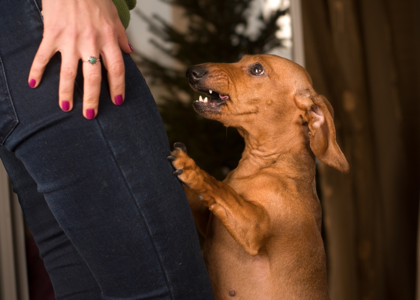 A dog angrily looking at their owner - discover effective tips for dealing with difficult dogs from the experts at Dog Training Elite Central Massachusetts.